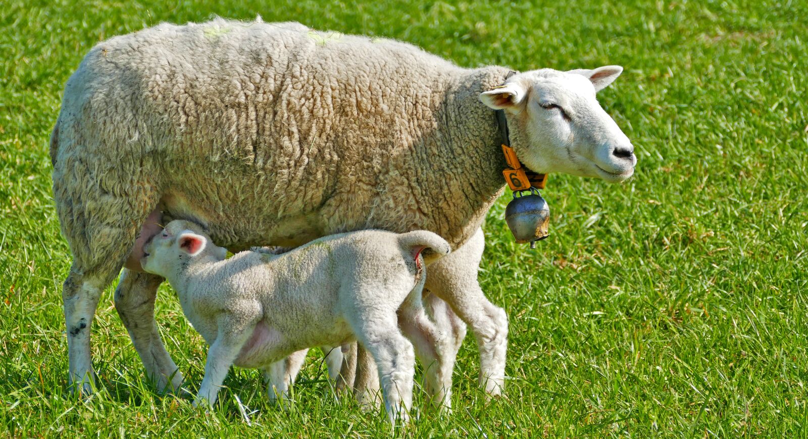 Panasonic Lumix DMC-FZ1000 sample photo. Agriculture, animal husbandry, sheep photography