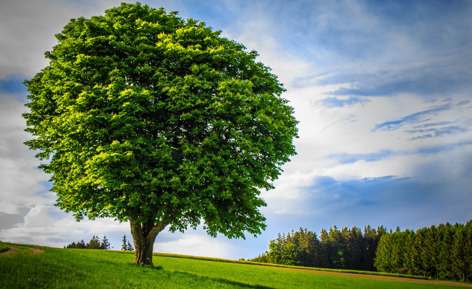 Canon EOS 650D (EOS Rebel T4i / EOS Kiss X6i) sample photo. Big tree, lonely, handsome photography