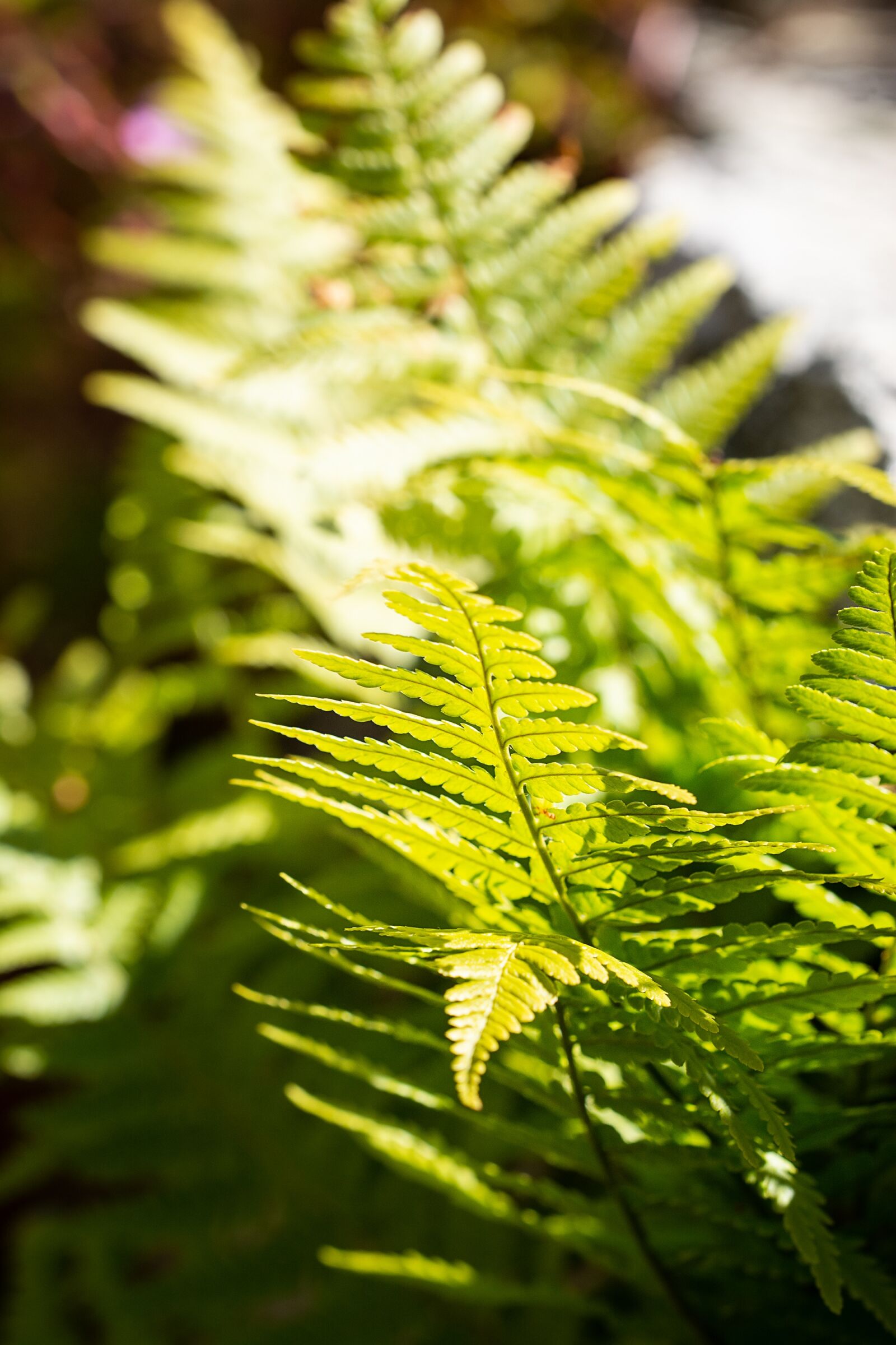 Nikon D7100 sample photo. Fern, green, nature photography