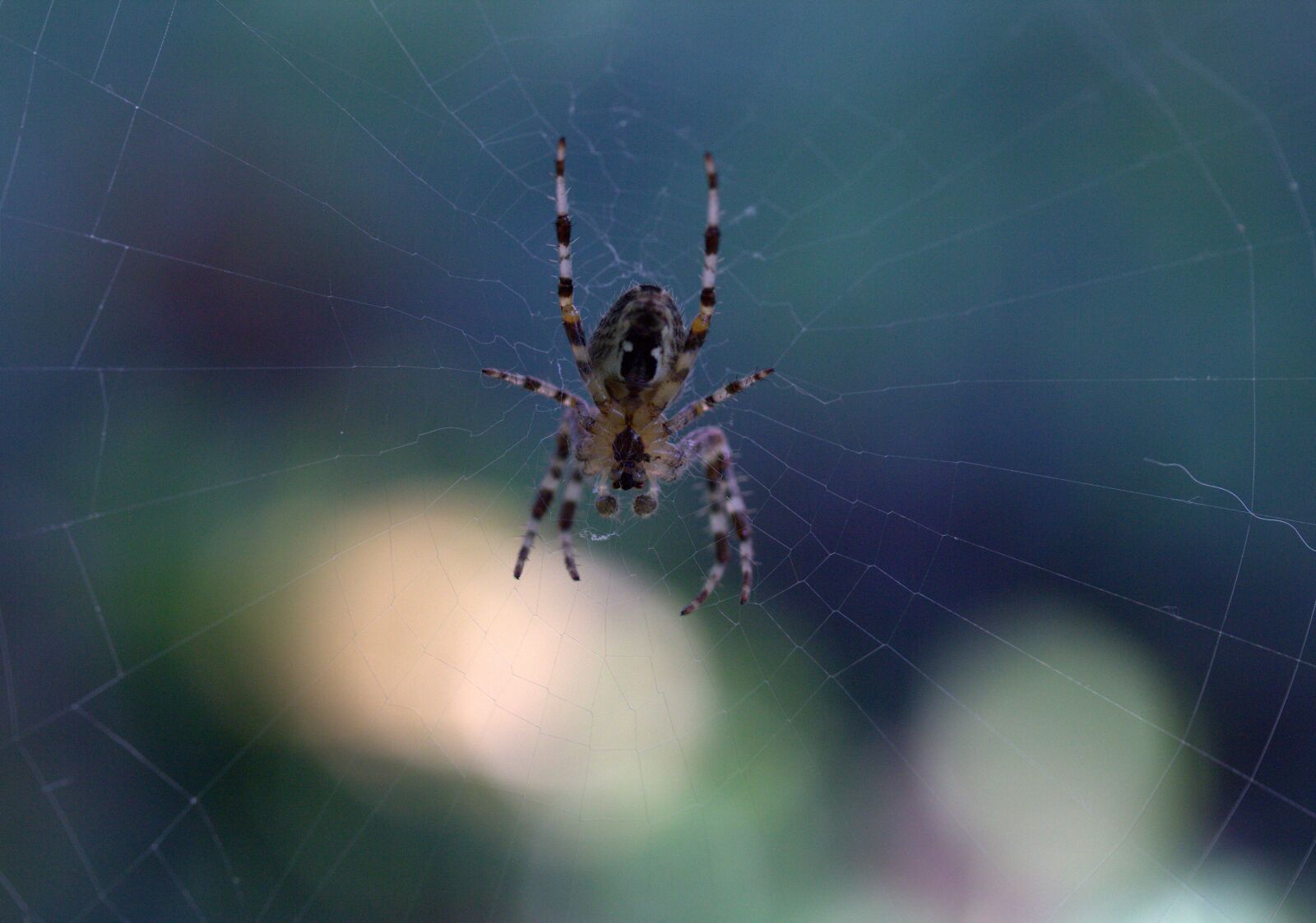 Canon EF-S 60mm F2.8 Macro USM sample photo. Spider, spider web, arachnid photography