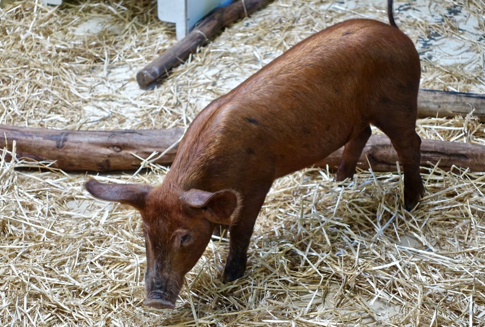 Sony Cyber-shot DSC-RX100 III sample photo. Pig, brown, adorable photography
