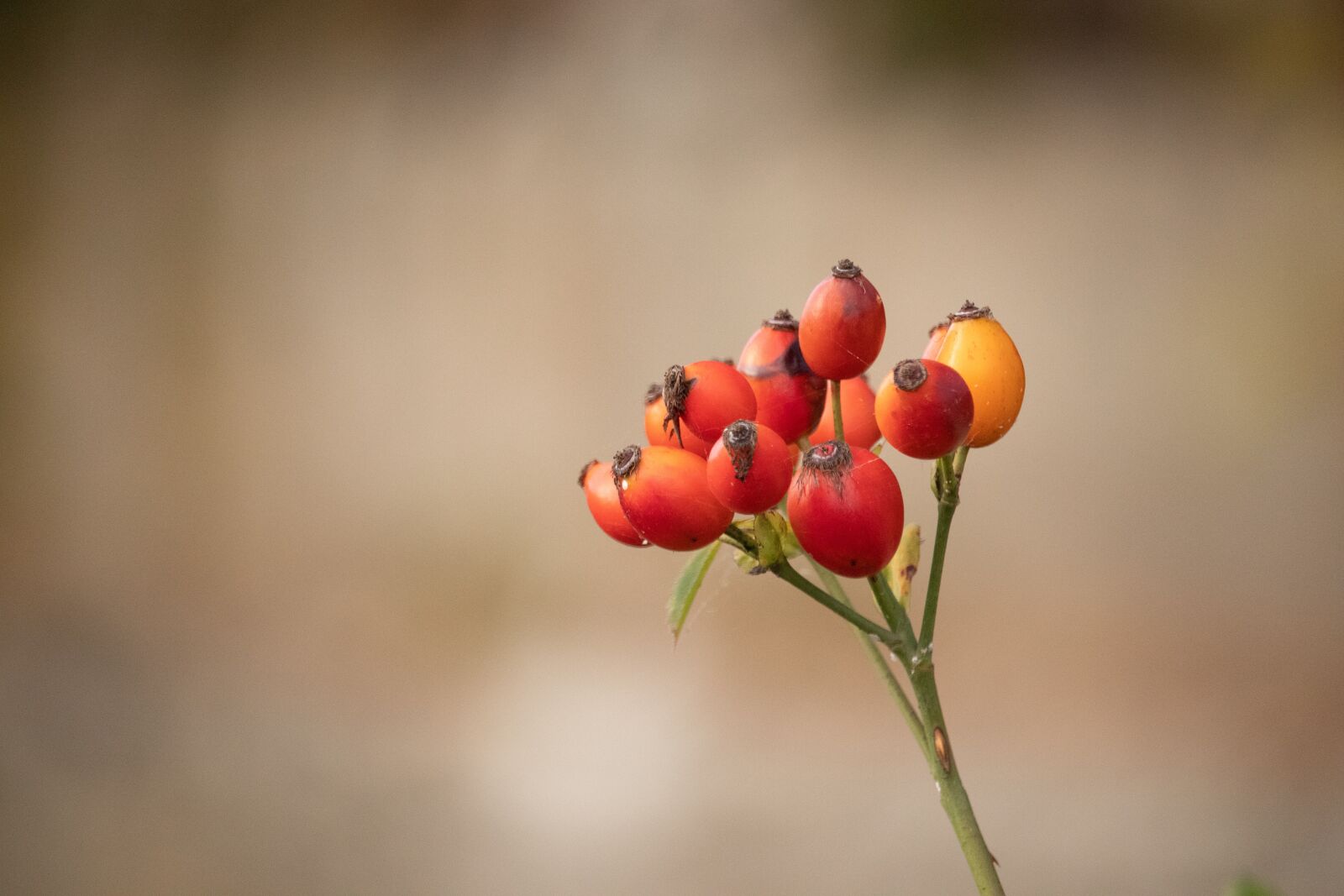 Canon EOS M100 sample photo. Rosehips, red, nature photography