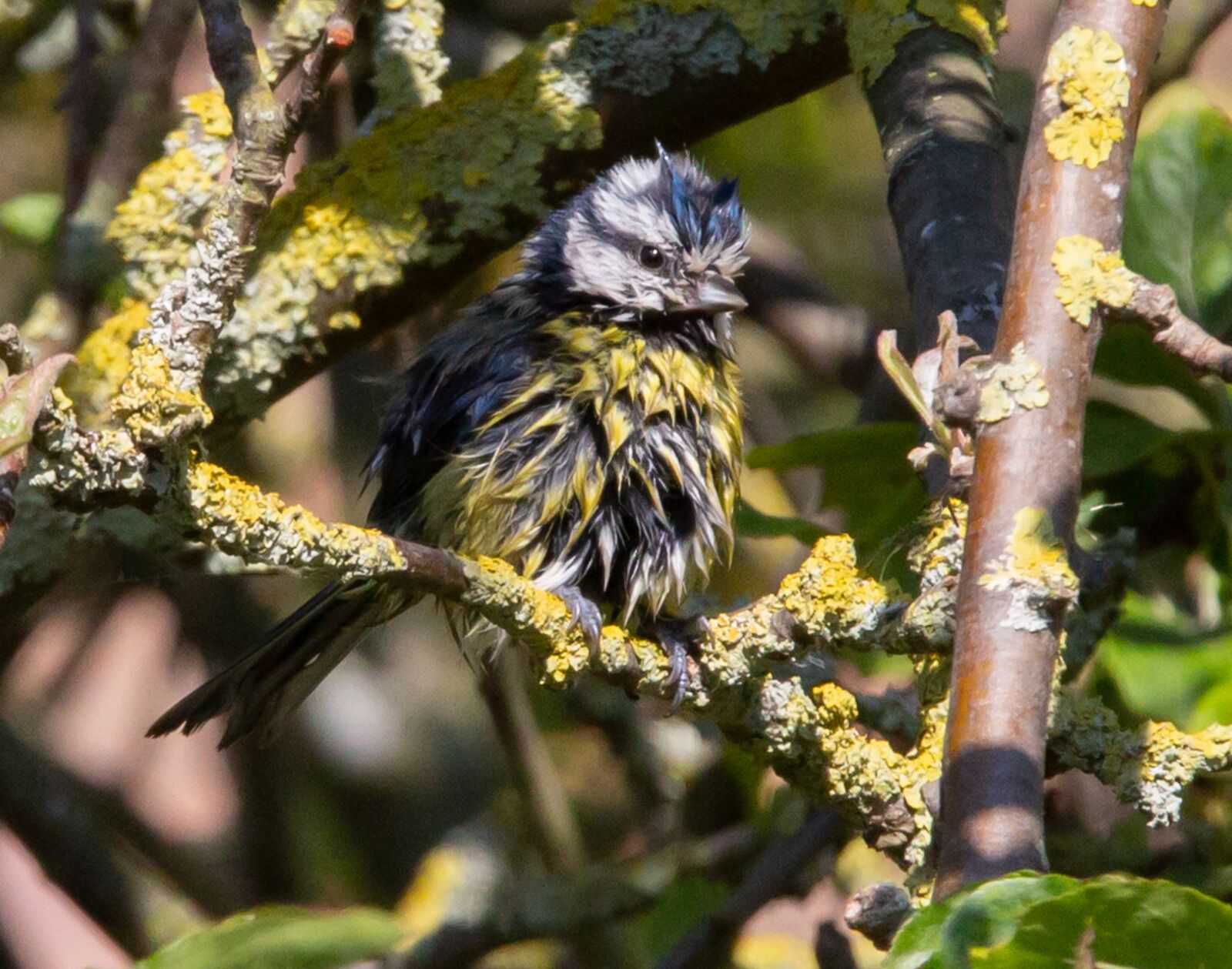 150-600mm F5-6.3 DG OS HSM | Contemporary 015 sample photo. Wet blue tit, wet photography