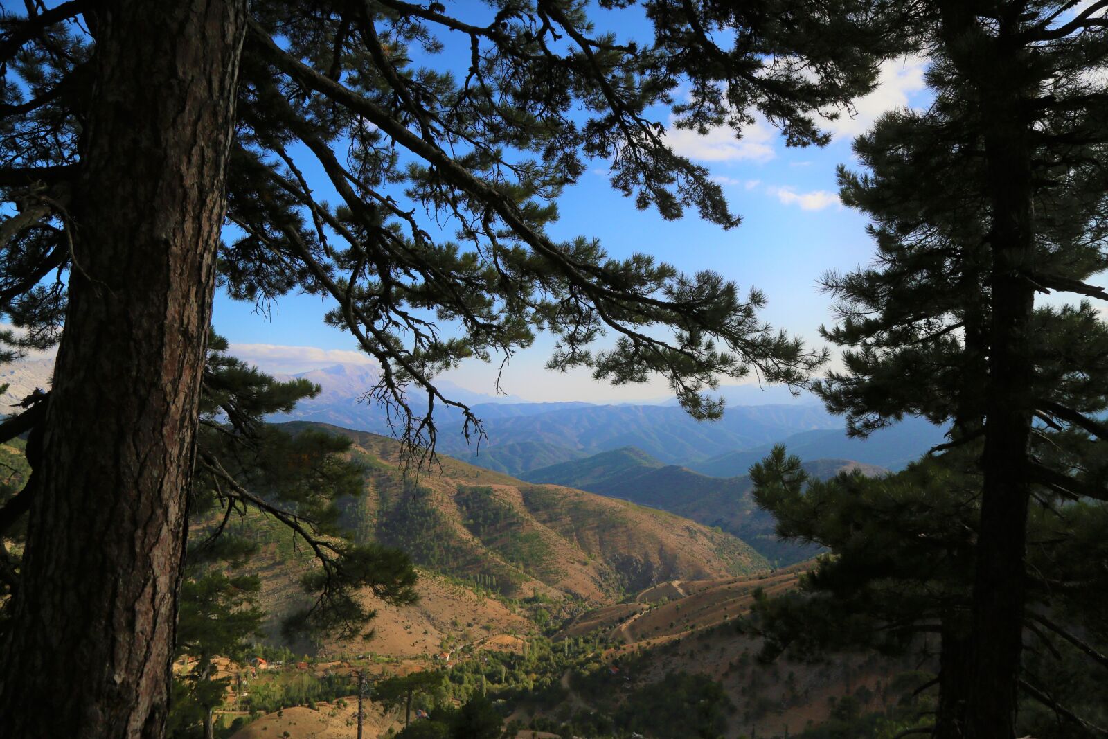 Canon EF 24-105mm F4L IS USM sample photo. Landscape, forest, tree photography