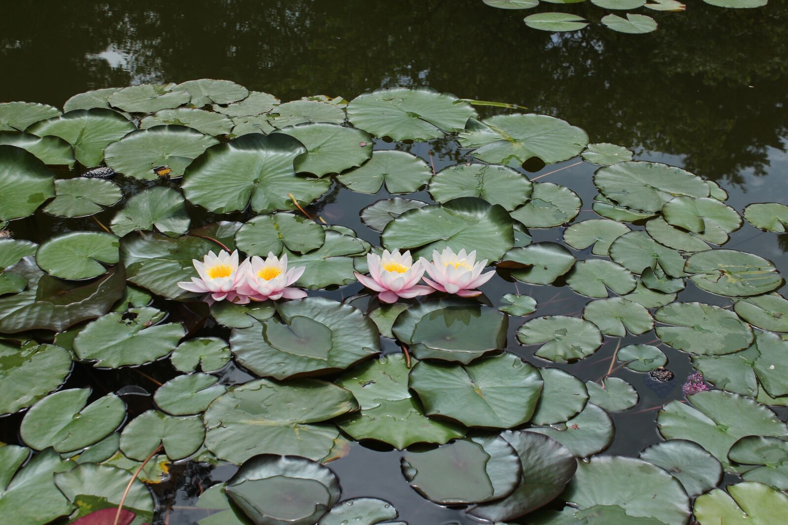 Canon EOS 650D (EOS Rebel T4i / EOS Kiss X6i) sample photo. Nature, flower, pond photography