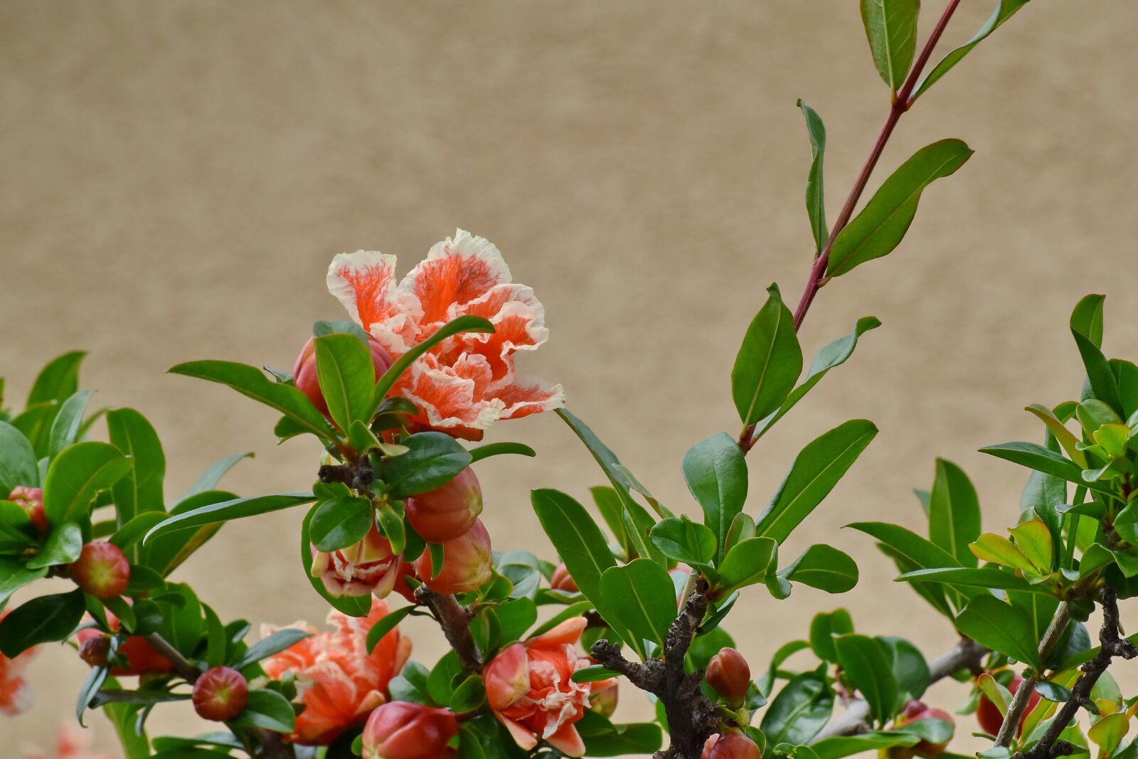 Nikon D5500 sample photo. Branch, flower bud, flower photography