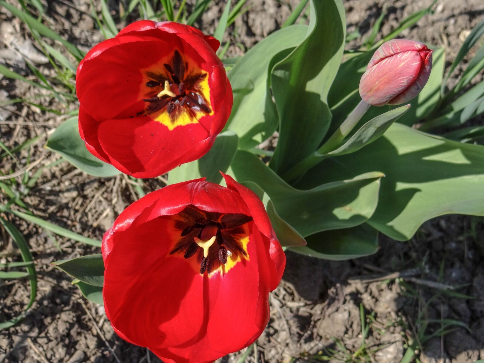 Sony Cyber-shot DSC-HX100V sample photo. Tulips, red tulips, spring photography