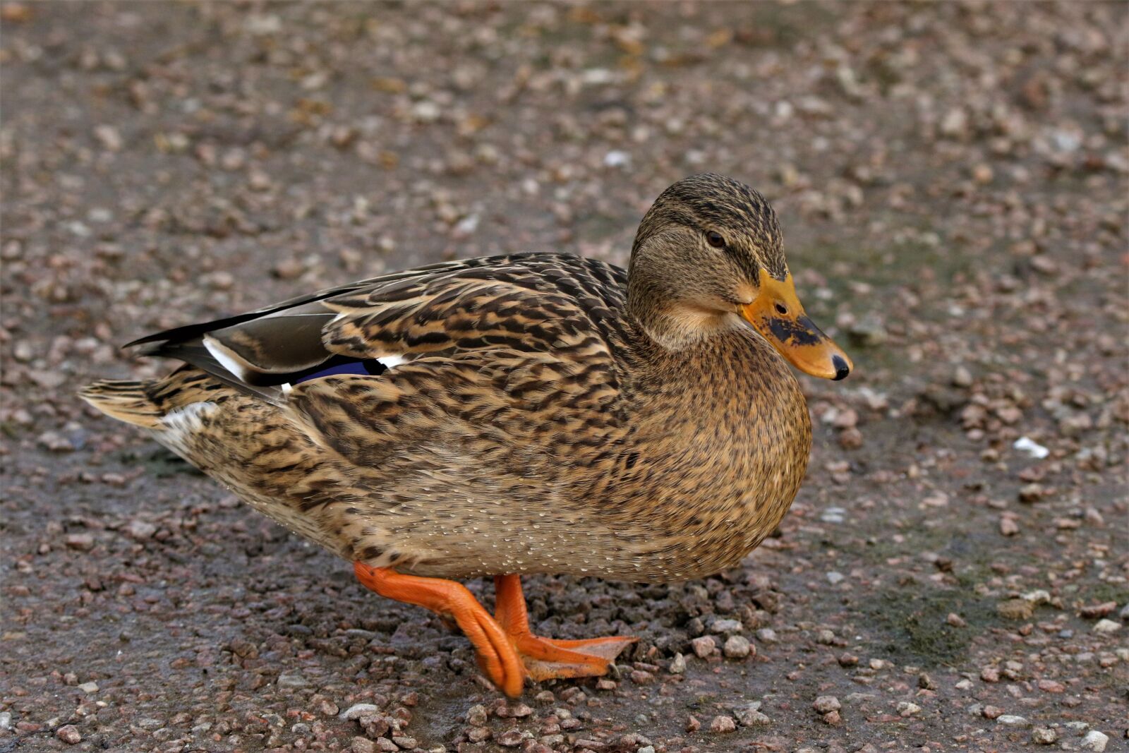 Canon EOS 7D Mark II sample photo. Bird, mallard, animal photography