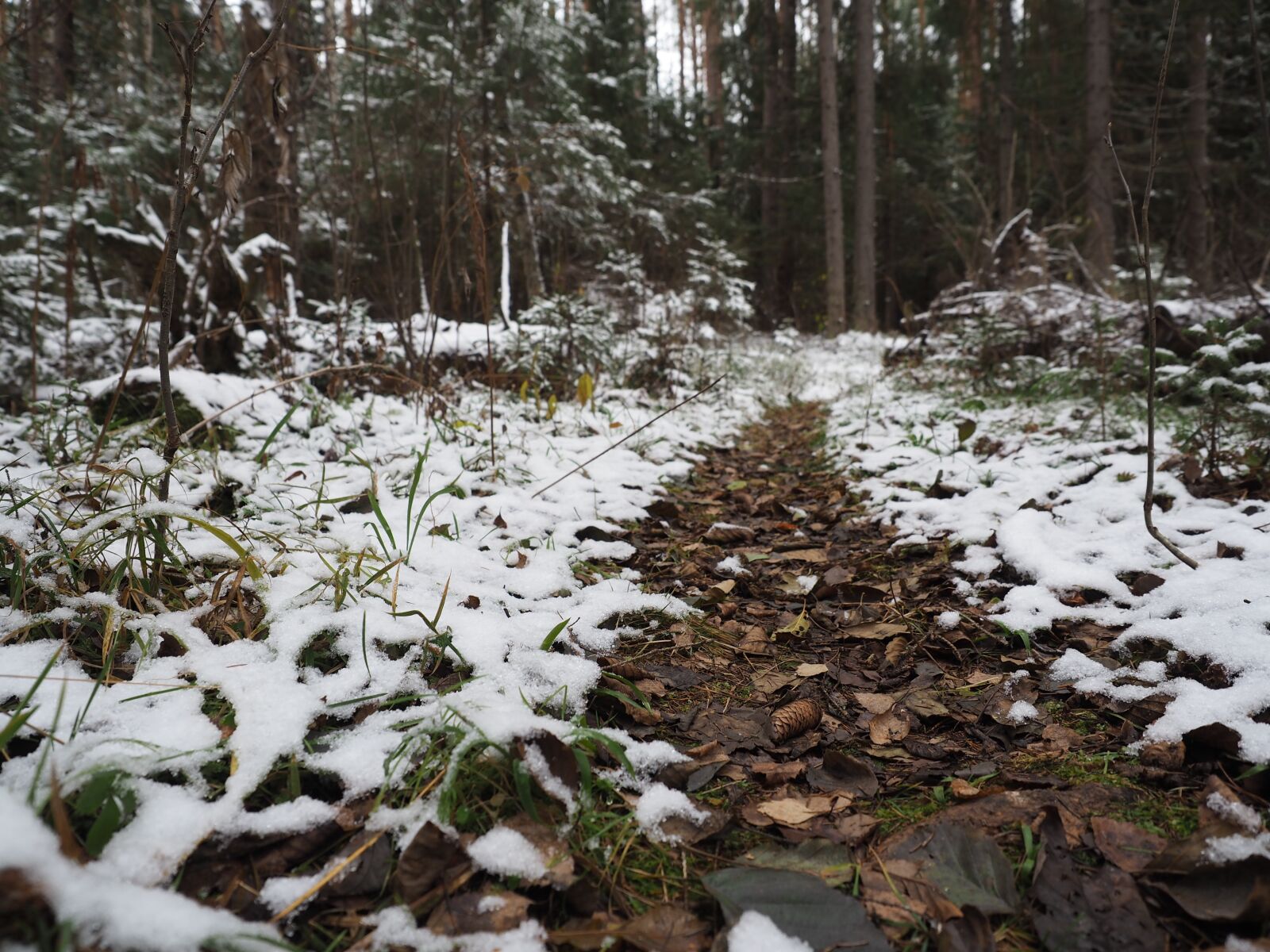 Olympus OM-D E-M5 II + Olympus M.Zuiko Digital ED 12-40mm F2.8 Pro sample photo. Forest, frost, snow photography
