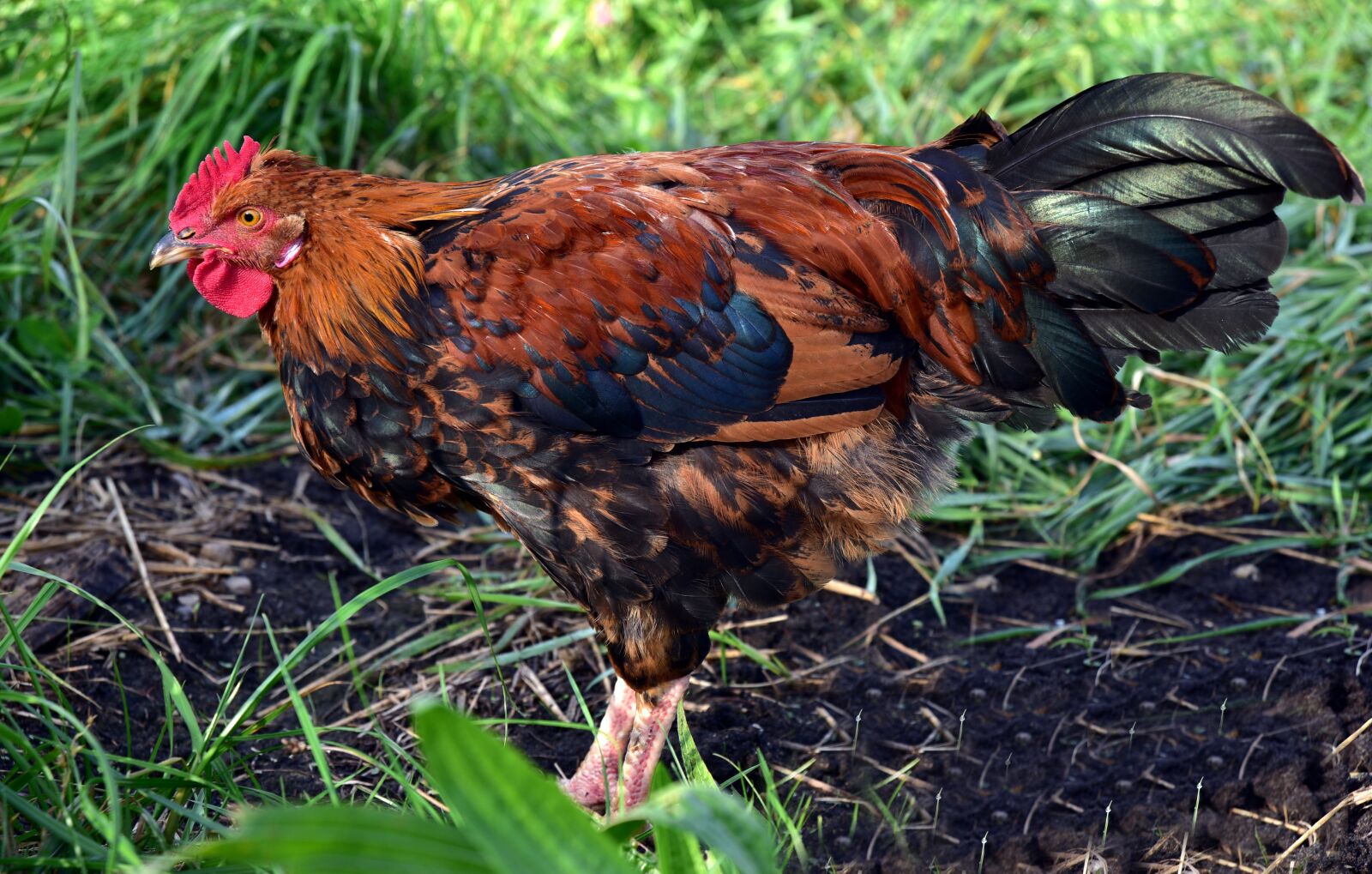 Nikon D750 sample photo. Gockel, hahn, poultry photography