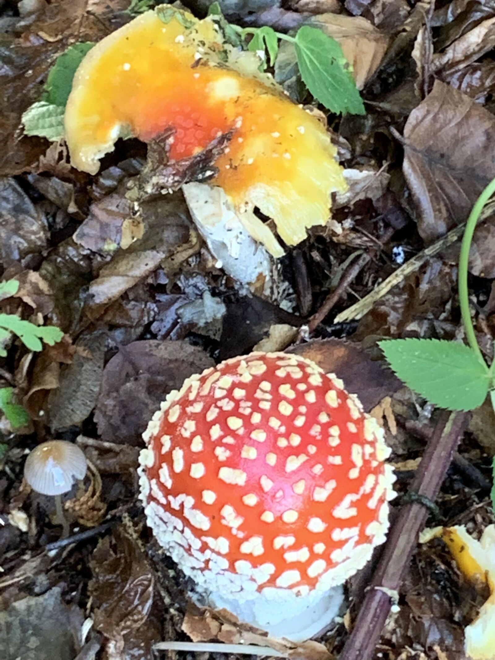 Apple iPhone XS Max sample photo. Nature, mushrooms, forest floor photography