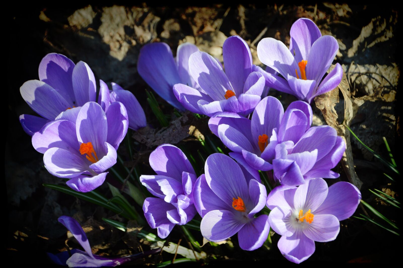 Nikon D3200 sample photo. Flower, crocus, violet photography