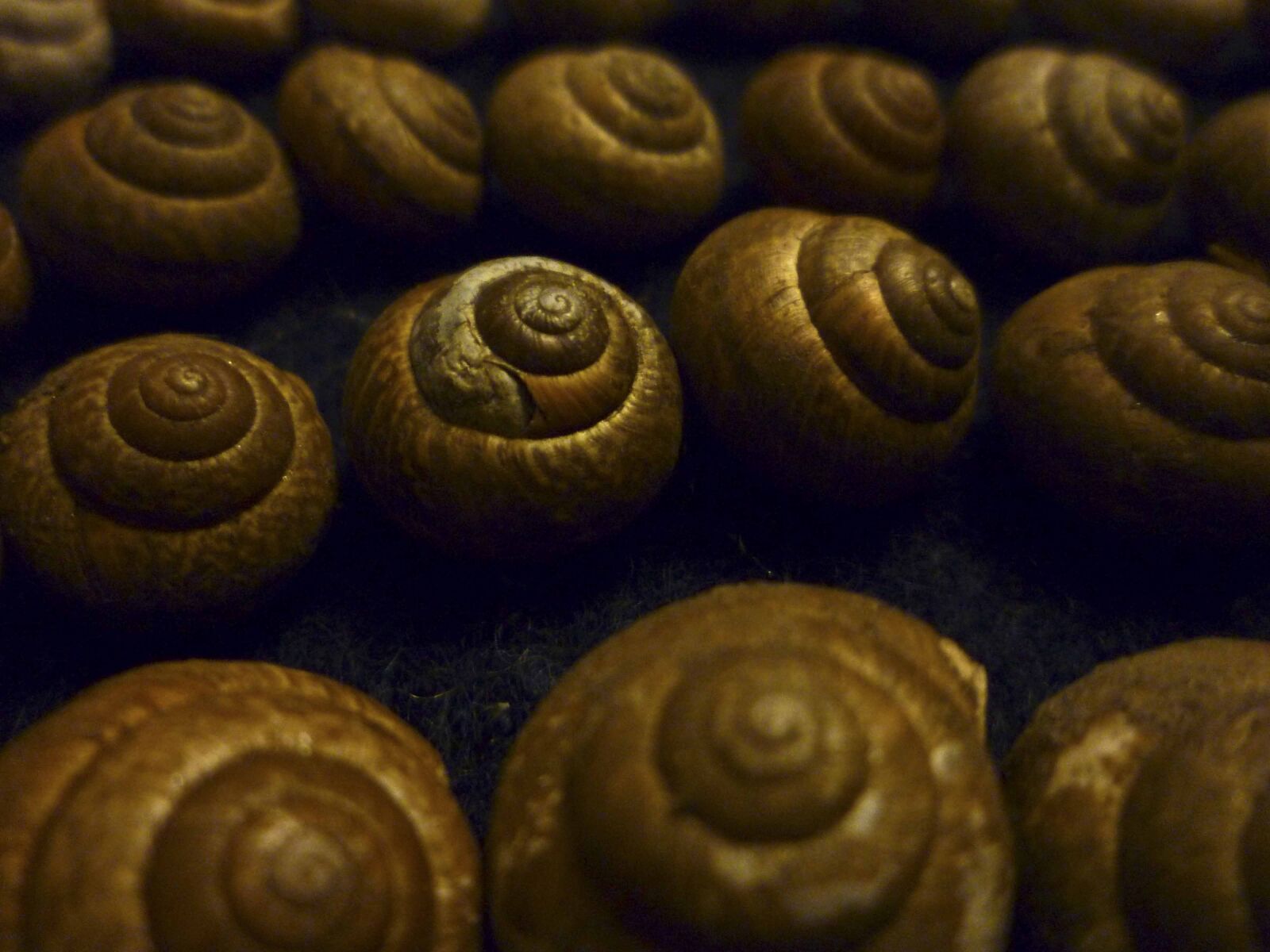 Panasonic DMC-FS15 sample photo. Snails, snail shell, shell photography