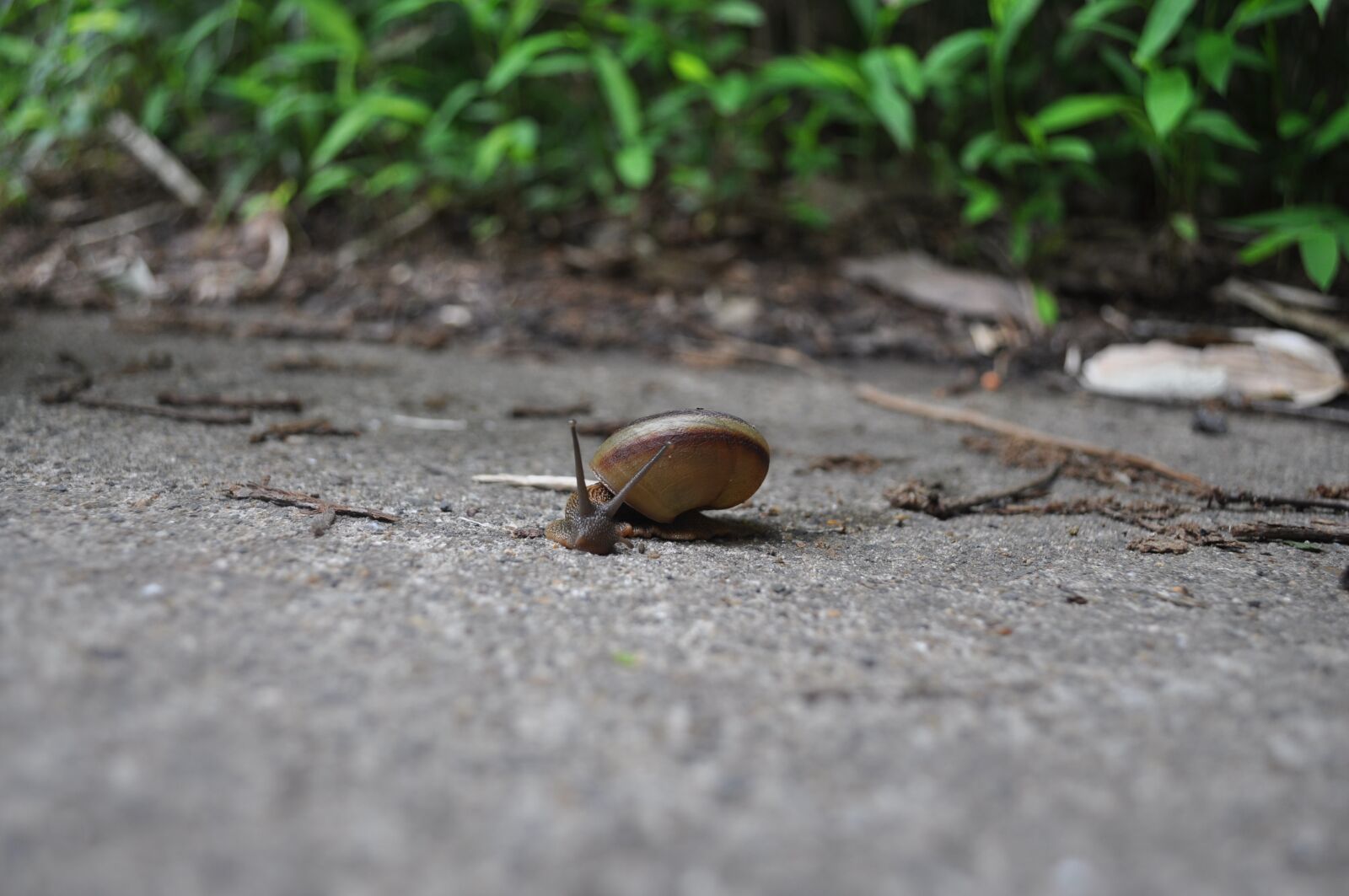 Nikon D90 sample photo. Snail, animal, forest photography