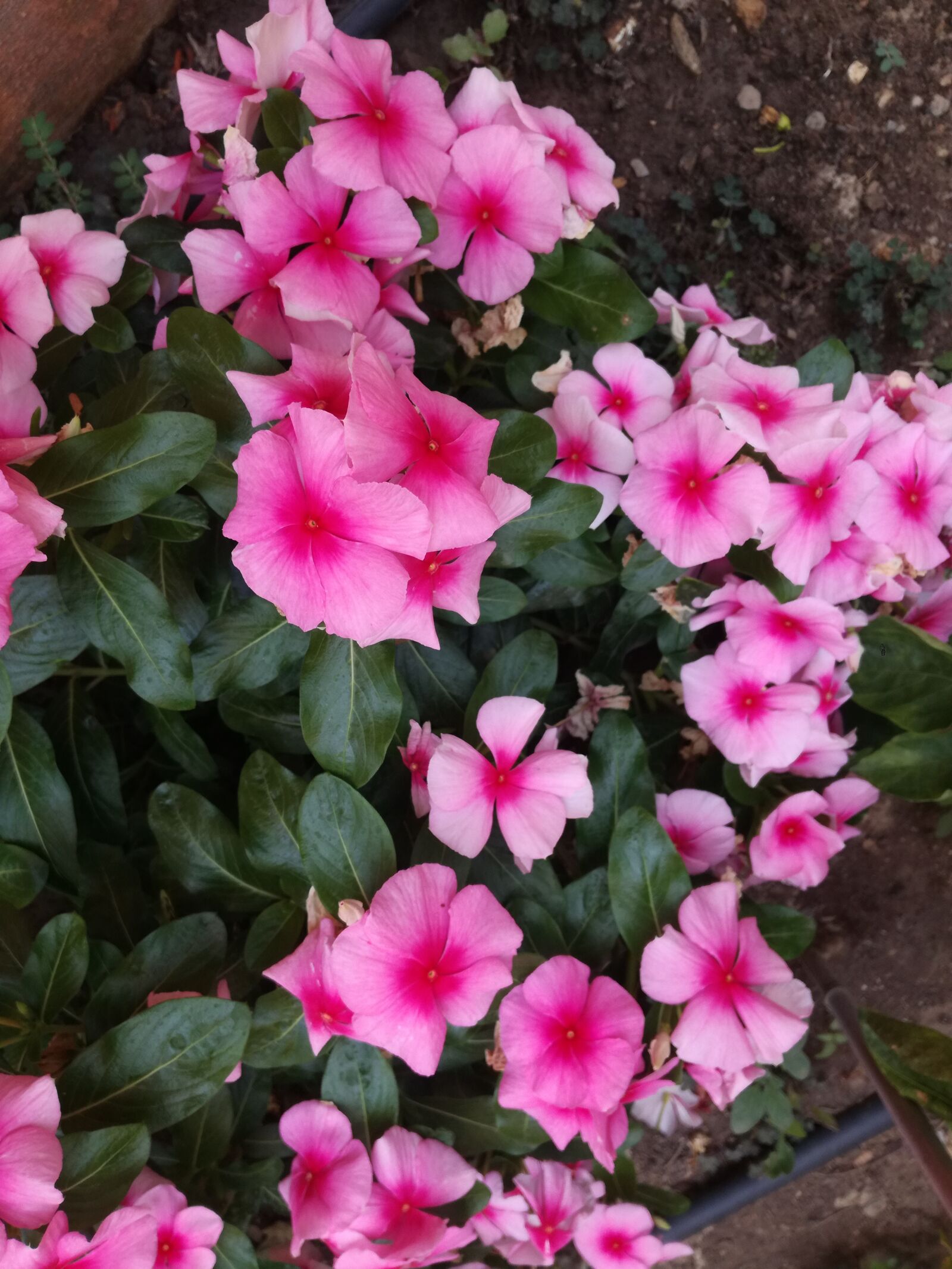 HUAWEI P9 LITE sample photo. Flowers, garden, spring photography