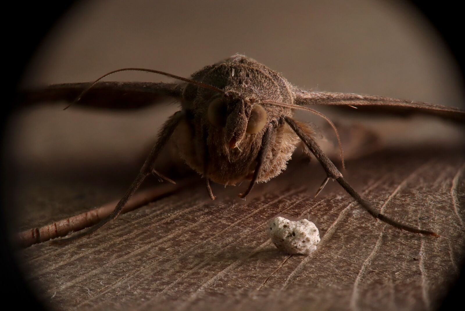 Canon EOS M50 (EOS Kiss M) sample photo. Moth, nature, plague photography