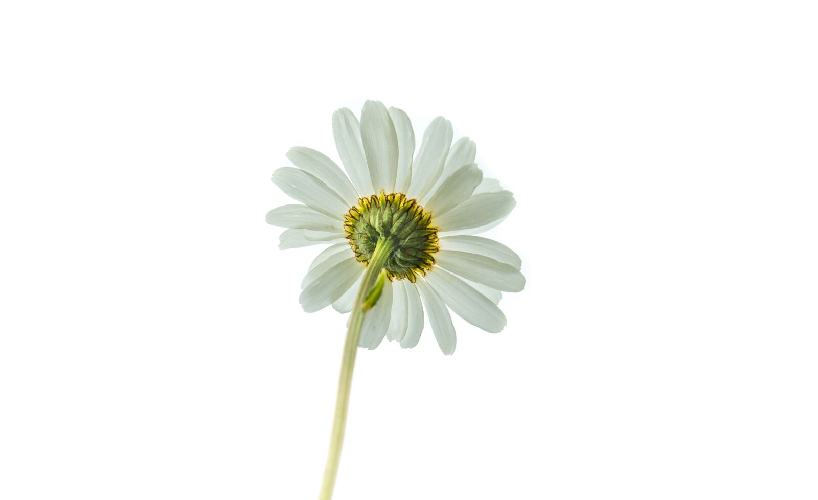 Nikon D610 sample photo. White, bloom, daisy photography
