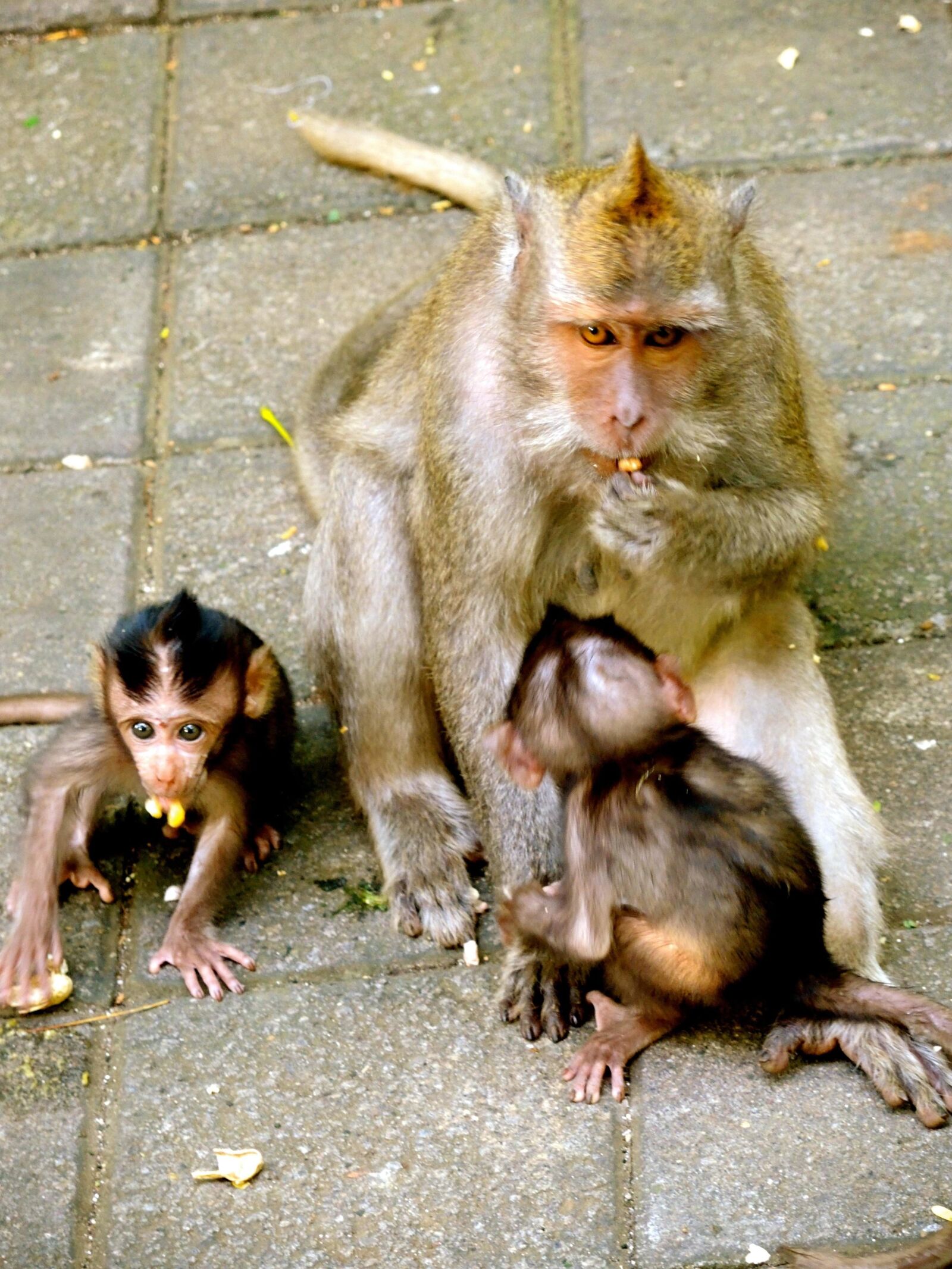 Nikon Coolpix P7700 sample photo. Animal, wildlife, cute, nature photography
