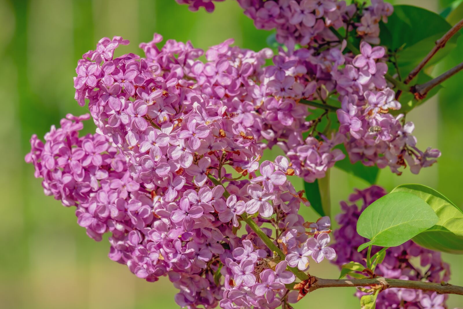Fujifilm XF 55-200mm F3.5-4.8 R LM OIS sample photo. Lilac, oleaceae, blossom photography