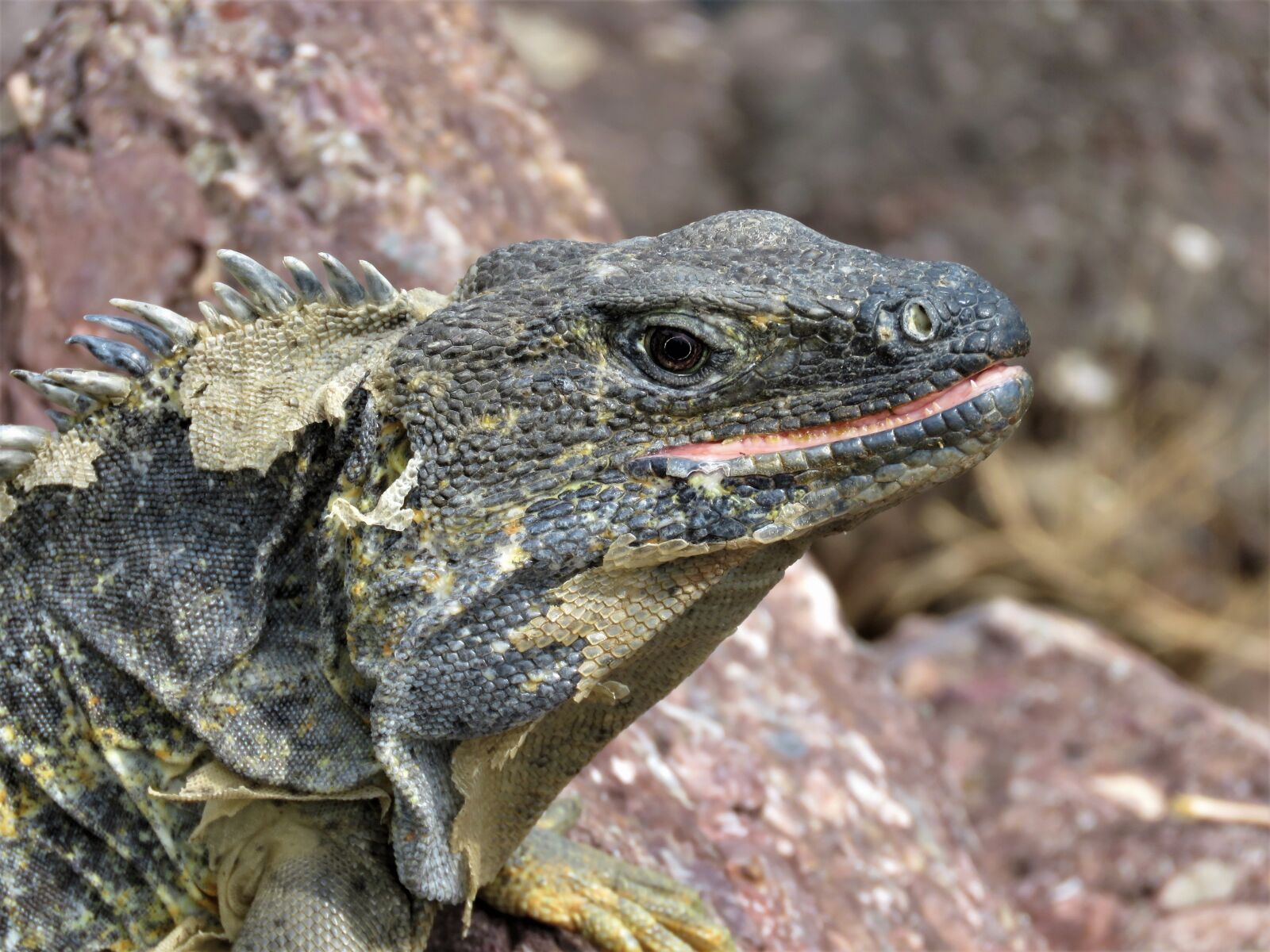 Canon PowerShot SX60 HS sample photo. Iguana, tropical reptile, reptile photography