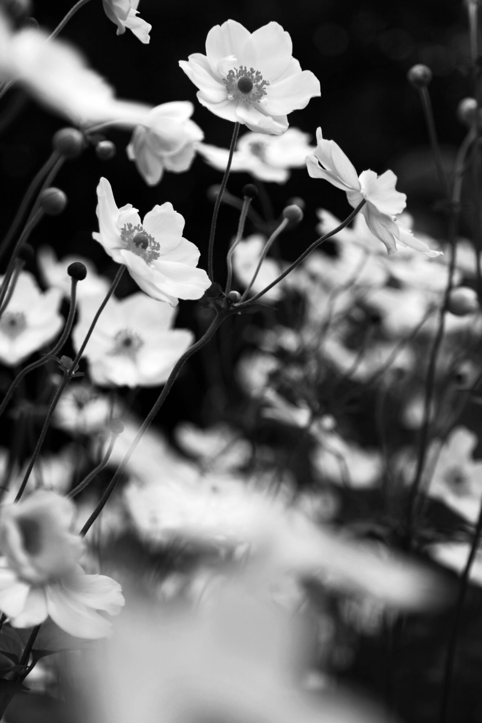 Canon EOS 5D Mark II sample photo. Black and white, anemone photography