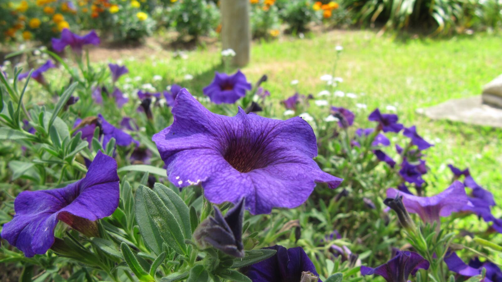Canon PowerShot SX200 IS sample photo. Flower, purple, flowers photography