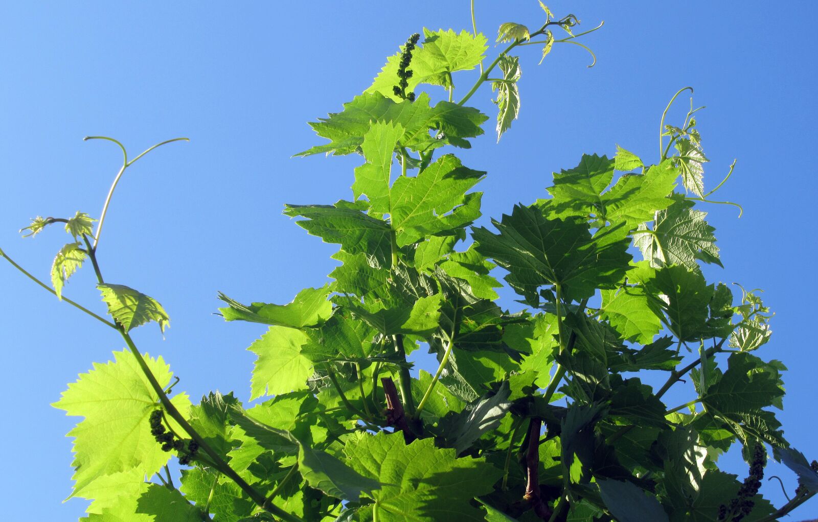 Canon PowerShot SX620 HS sample photo. Grape, foliage, plant photography