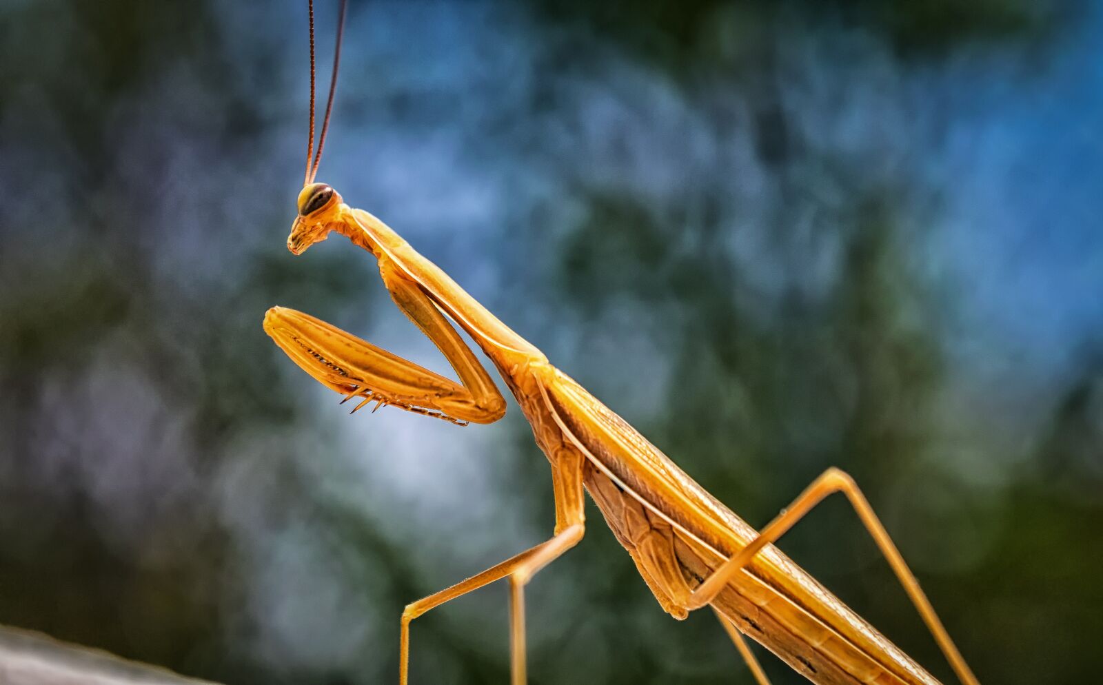 Nikon D3300 sample photo. Praying mantis, insect, scare photography