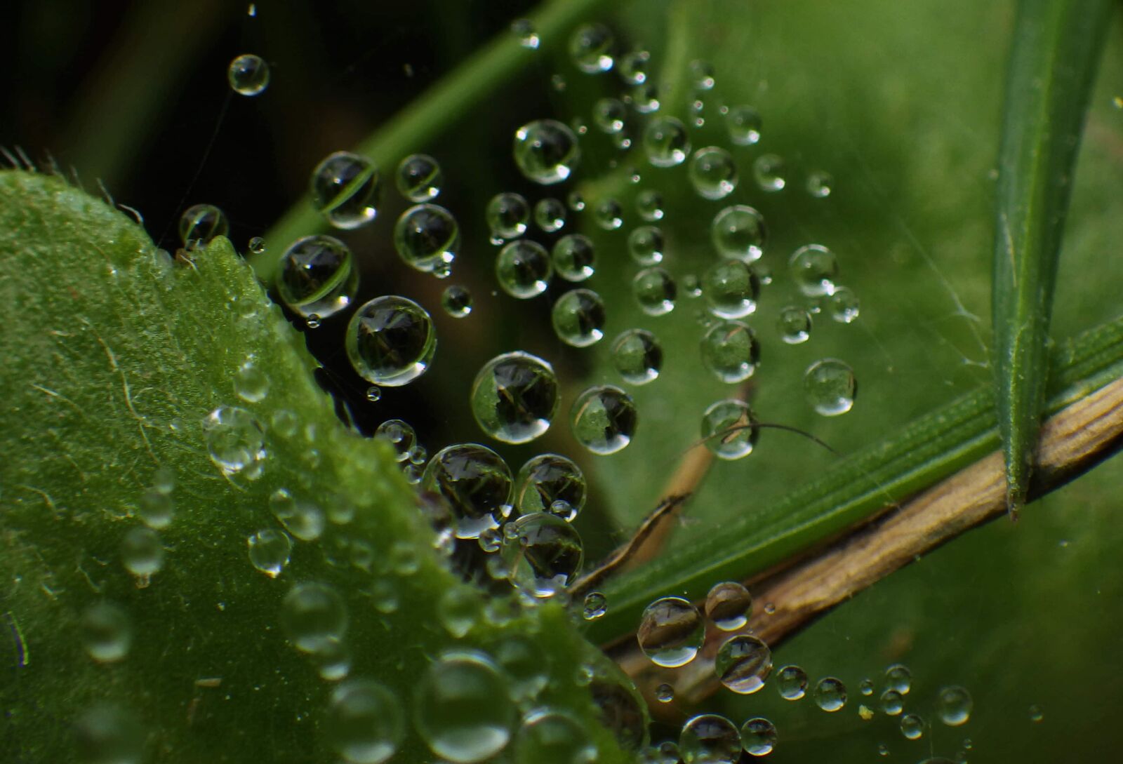 Ricoh WG-4 sample photo. Beautiful photo, bubble, detail photography