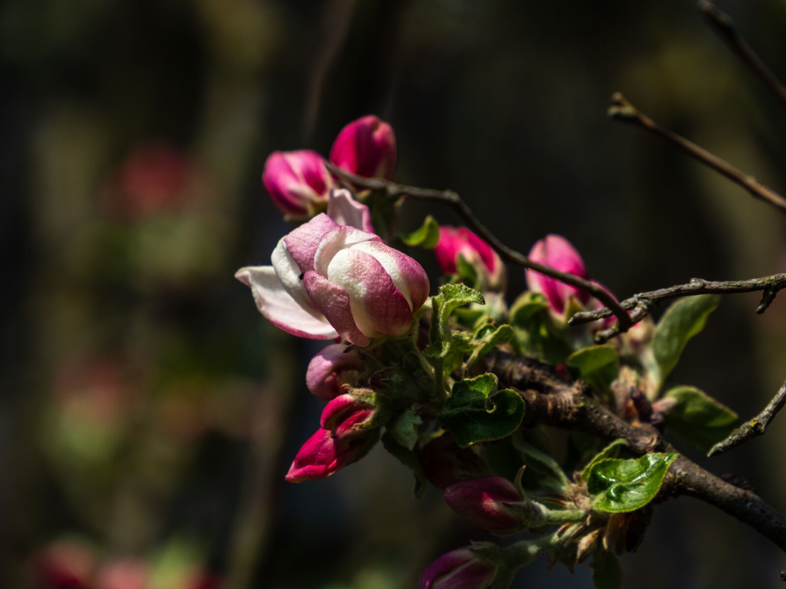 Olympus OM-D E-M10 III sample photo. Flower, bud, pink photography