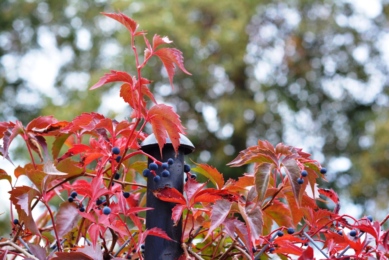 Nikon D5200 sample photo. Autumn, red, wild wine photography