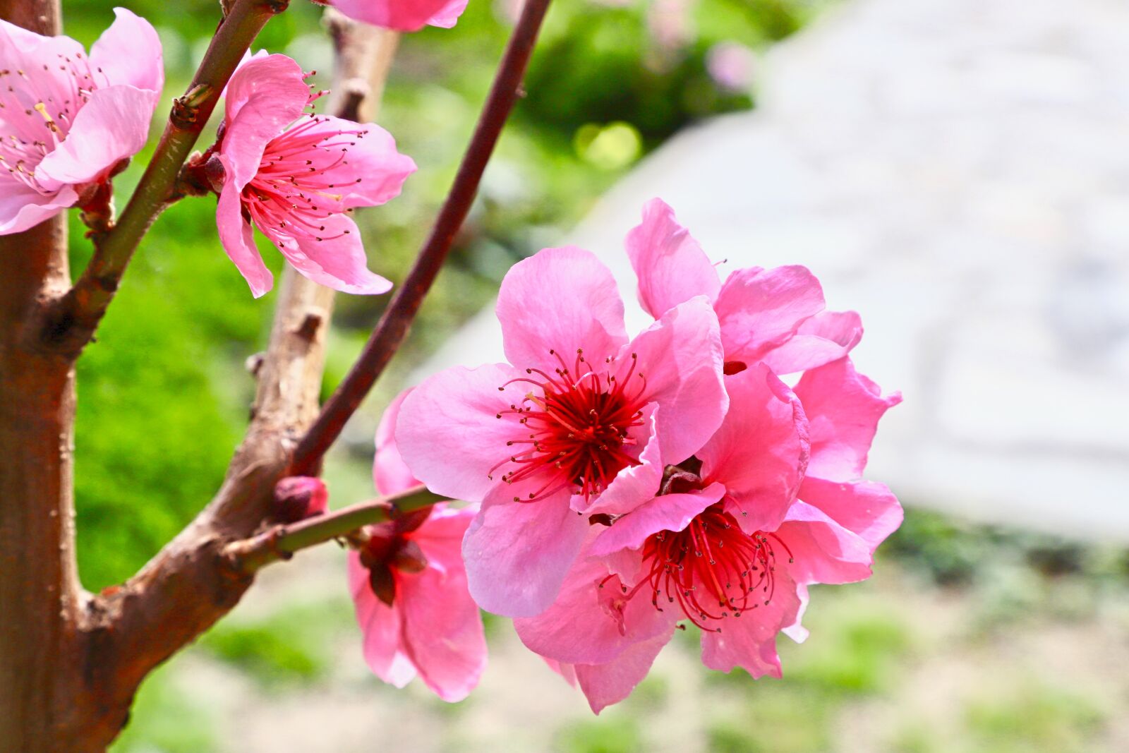 Canon EF 24-105mm F4L IS II USM sample photo. Flowers, spring, rosa photography