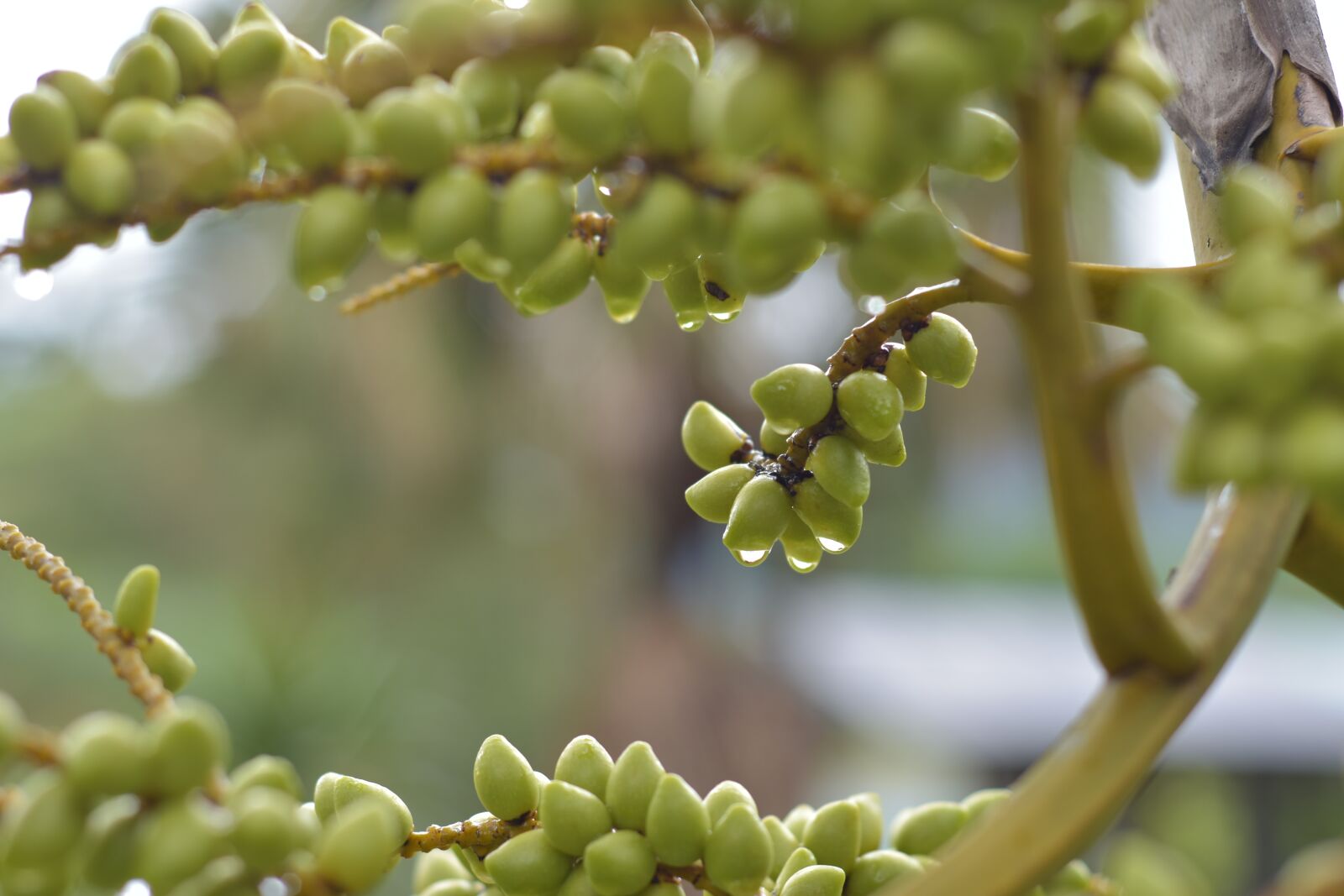 Nikon D7200 sample photo. Flowers, nature, colors photography