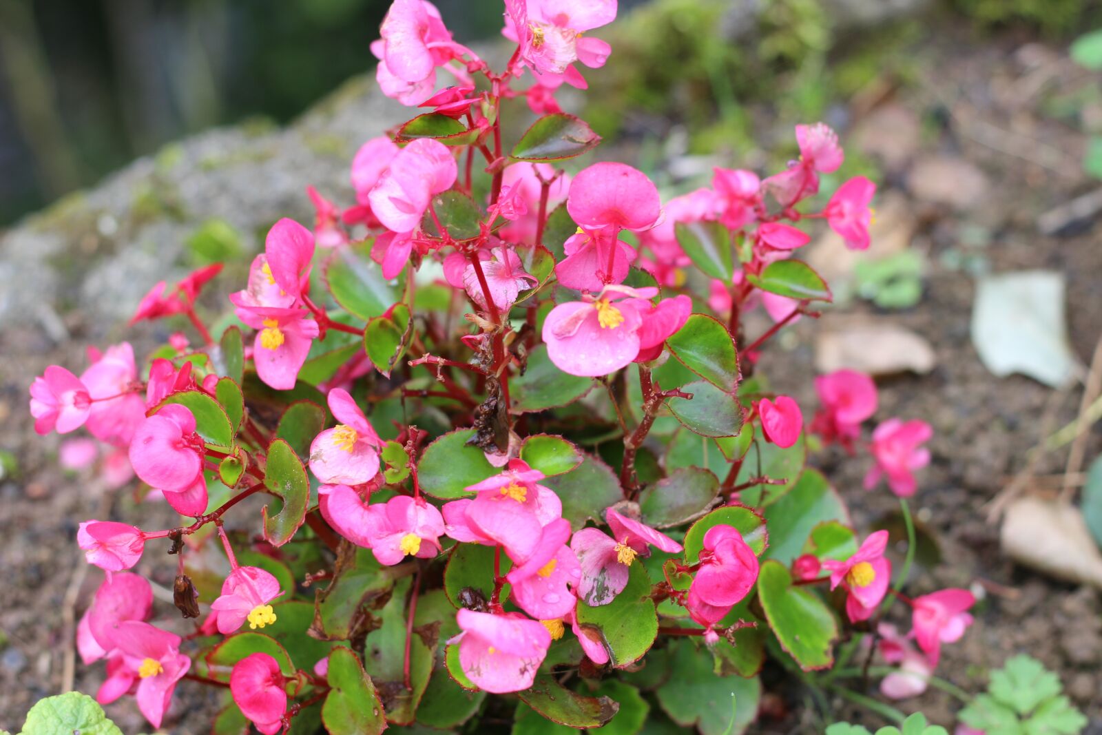 Canon EOS 600D (Rebel EOS T3i / EOS Kiss X5) + Canon EF 50mm F1.8 STM sample photo. Flower, pink, dew photography