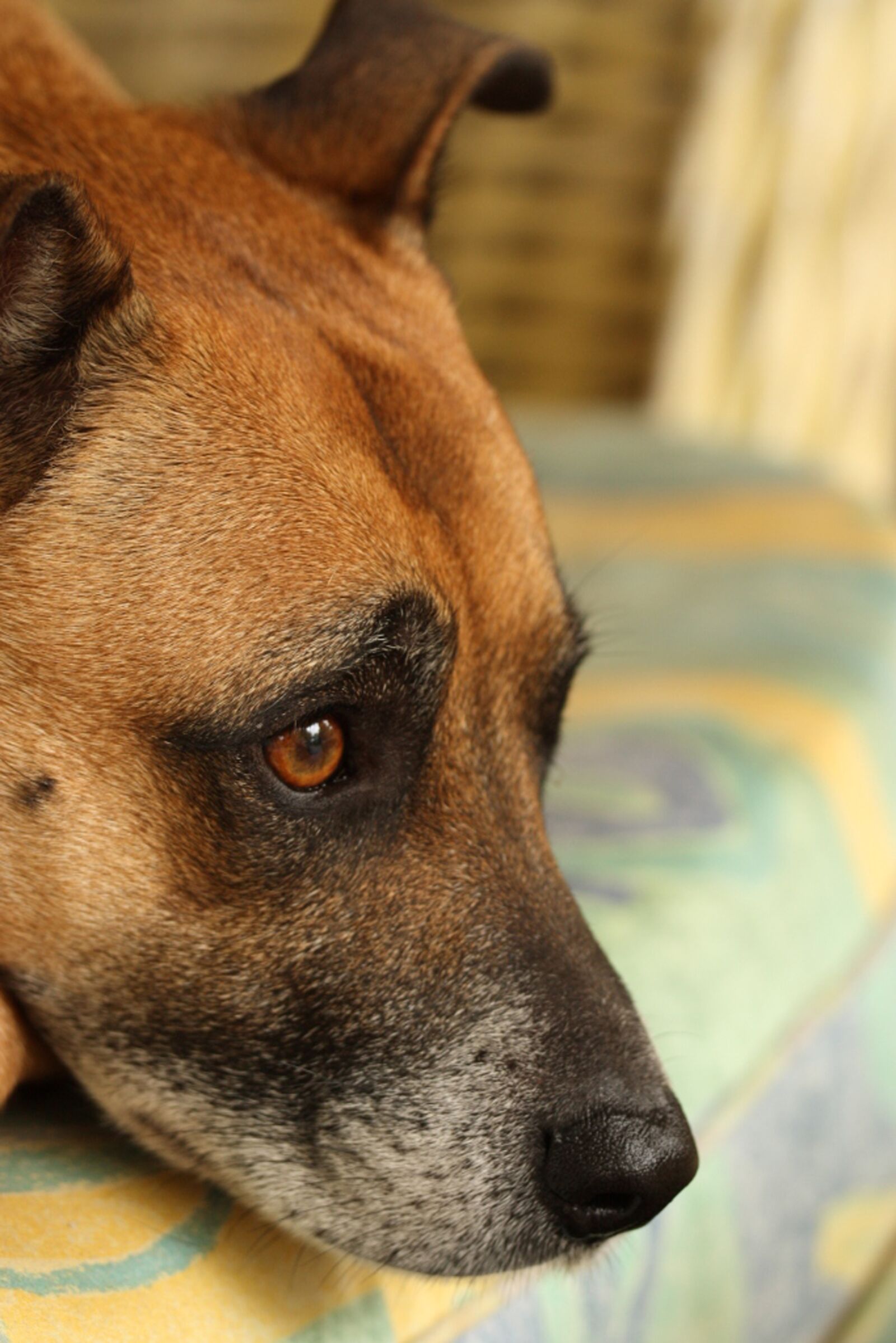 Canon EOS 450D (EOS Rebel XSi / EOS Kiss X2) sample photo. Dog, mutt, crossbreed photography