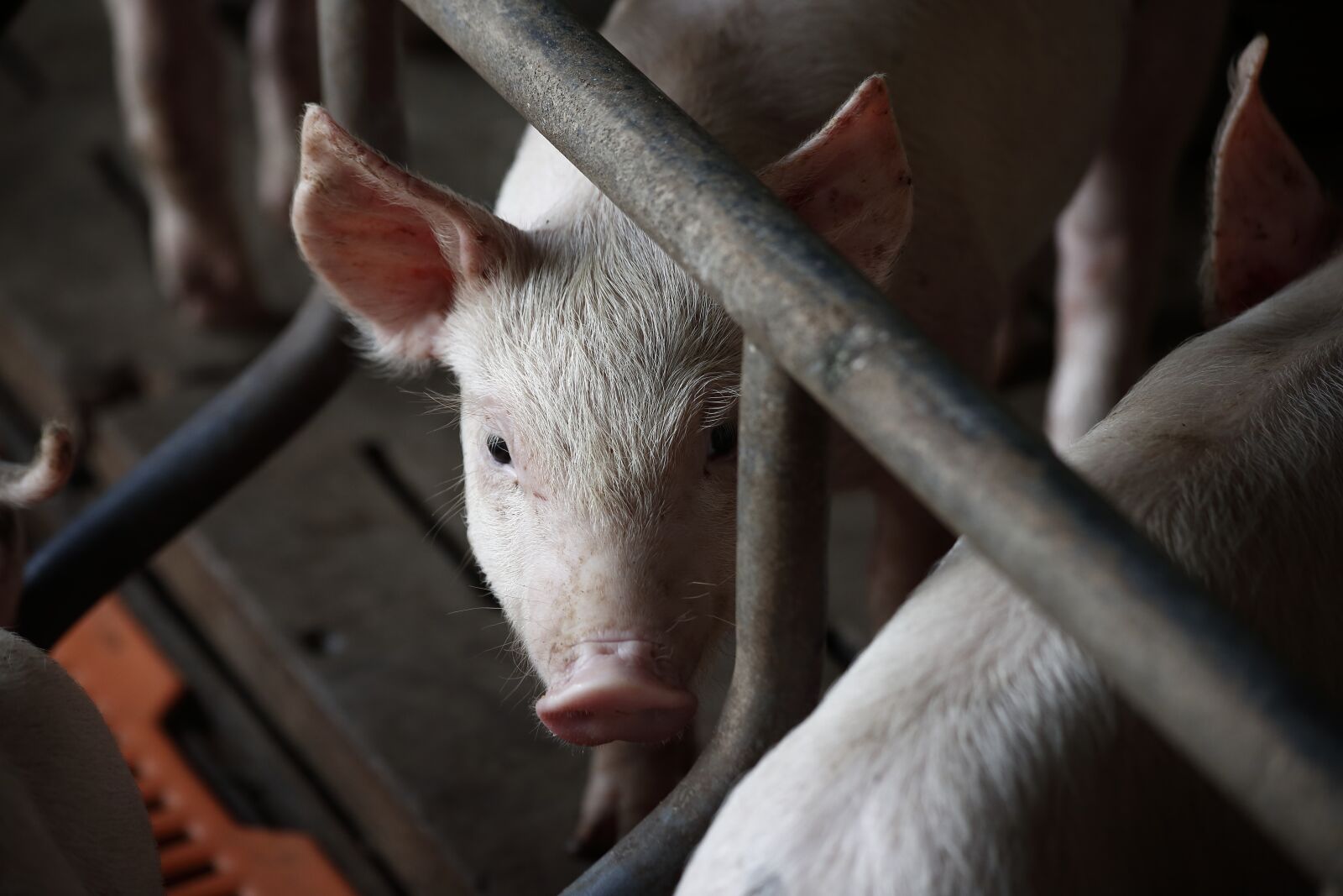 Canon EOS 5D Mark II sample photo. Pig, flying pig, amusing photography