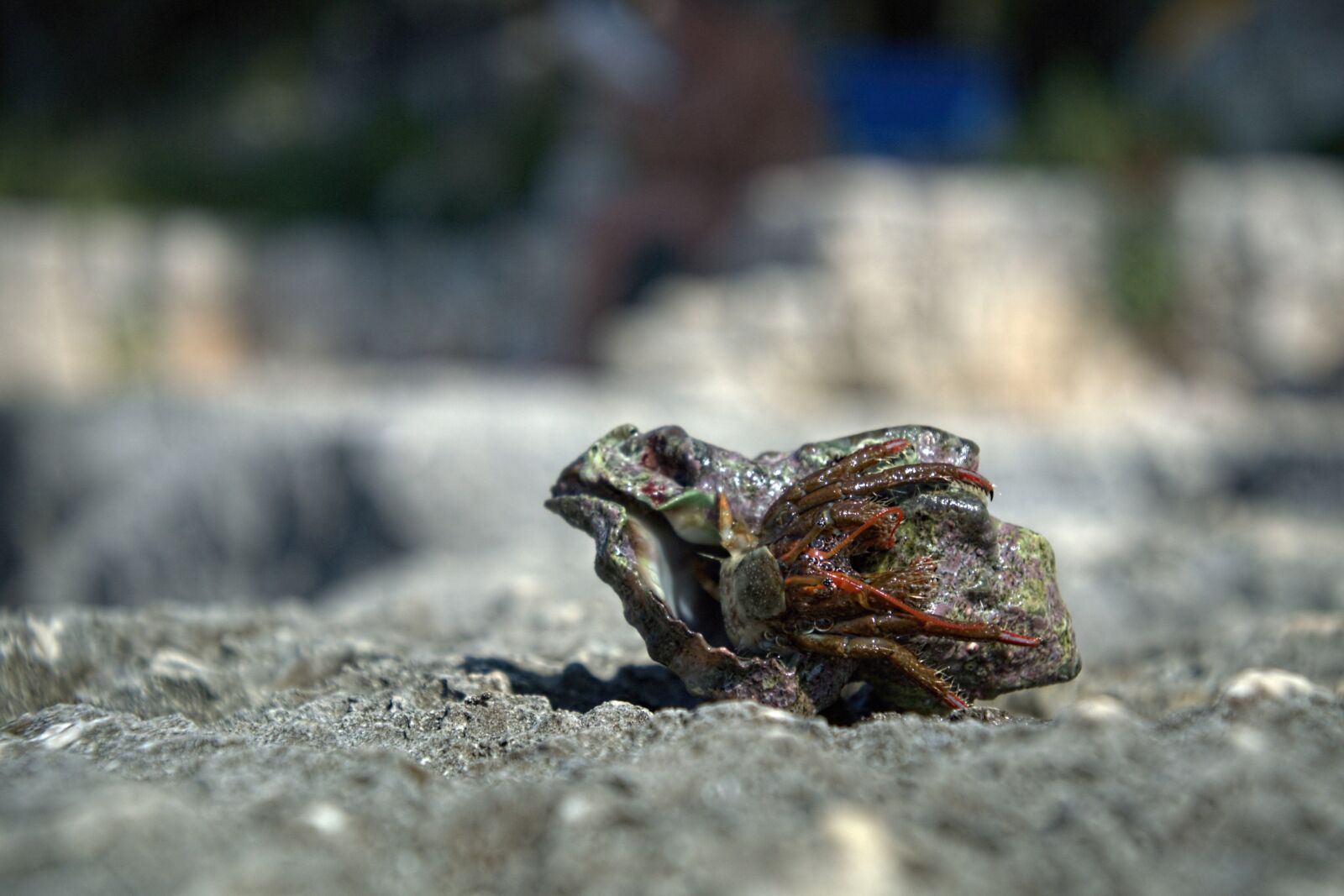 Nikon 1 V1 sample photo. Hermit crab, snail, beach photography
