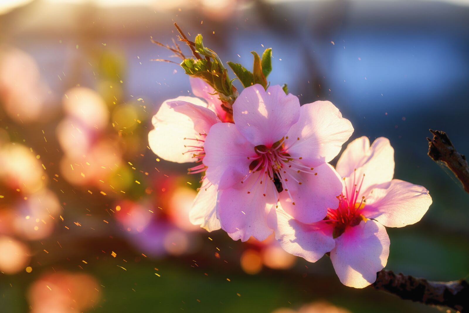 Fujifilm X-T2 + Fujifilm XF 80mm F2.8 R LM OIS WR Macro sample photo. Flower, blossom, bloom photography