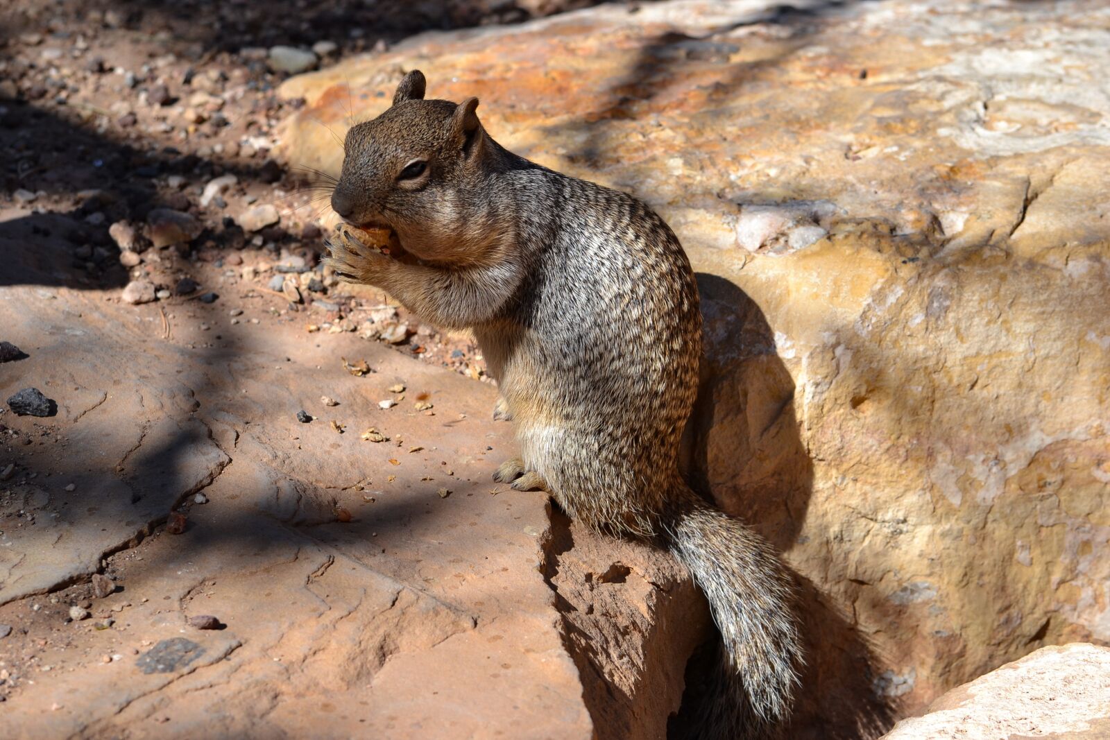 Nikon D3100 sample photo. Squirrel, animal, eat photography