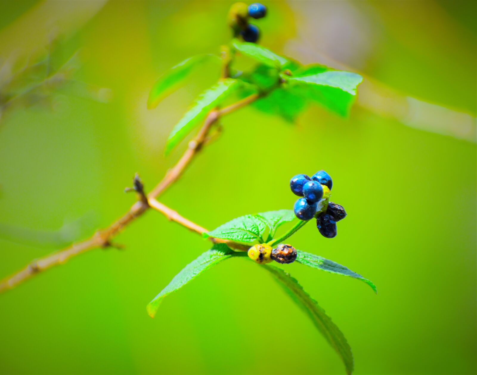 Nikon D5600 sample photo. Leaf, insect, nature photography