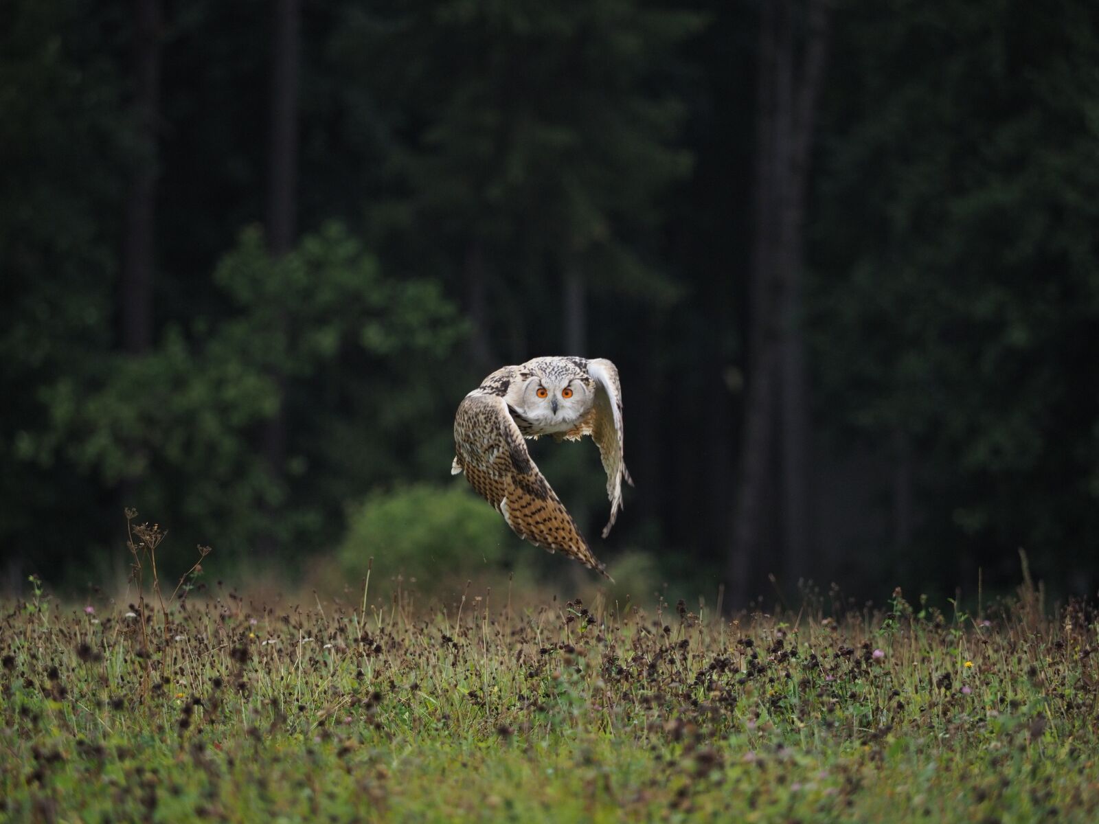Olympus OM-D E-M1 Mark II + Olympus M.Zuiko Digital ED 40-150mm F2.8 Pro sample photo. Bird, animal, owl photography