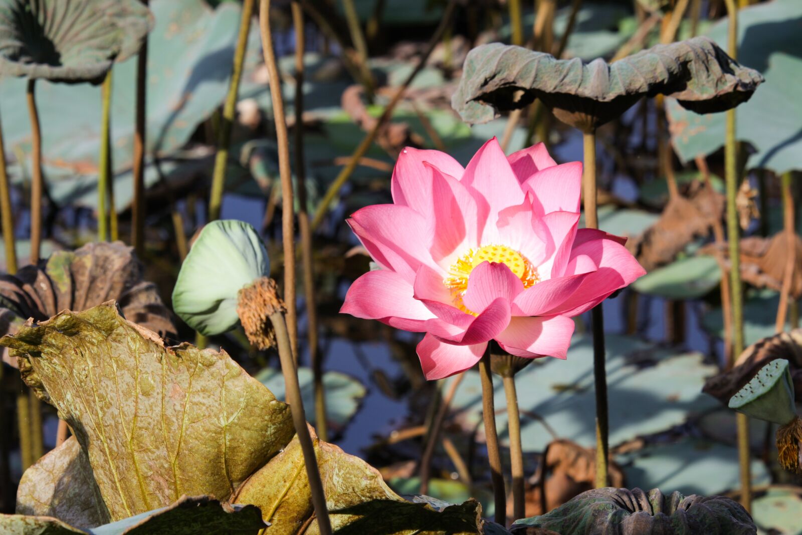 Canon EOS 50D sample photo. Flower, lotus, pink photography