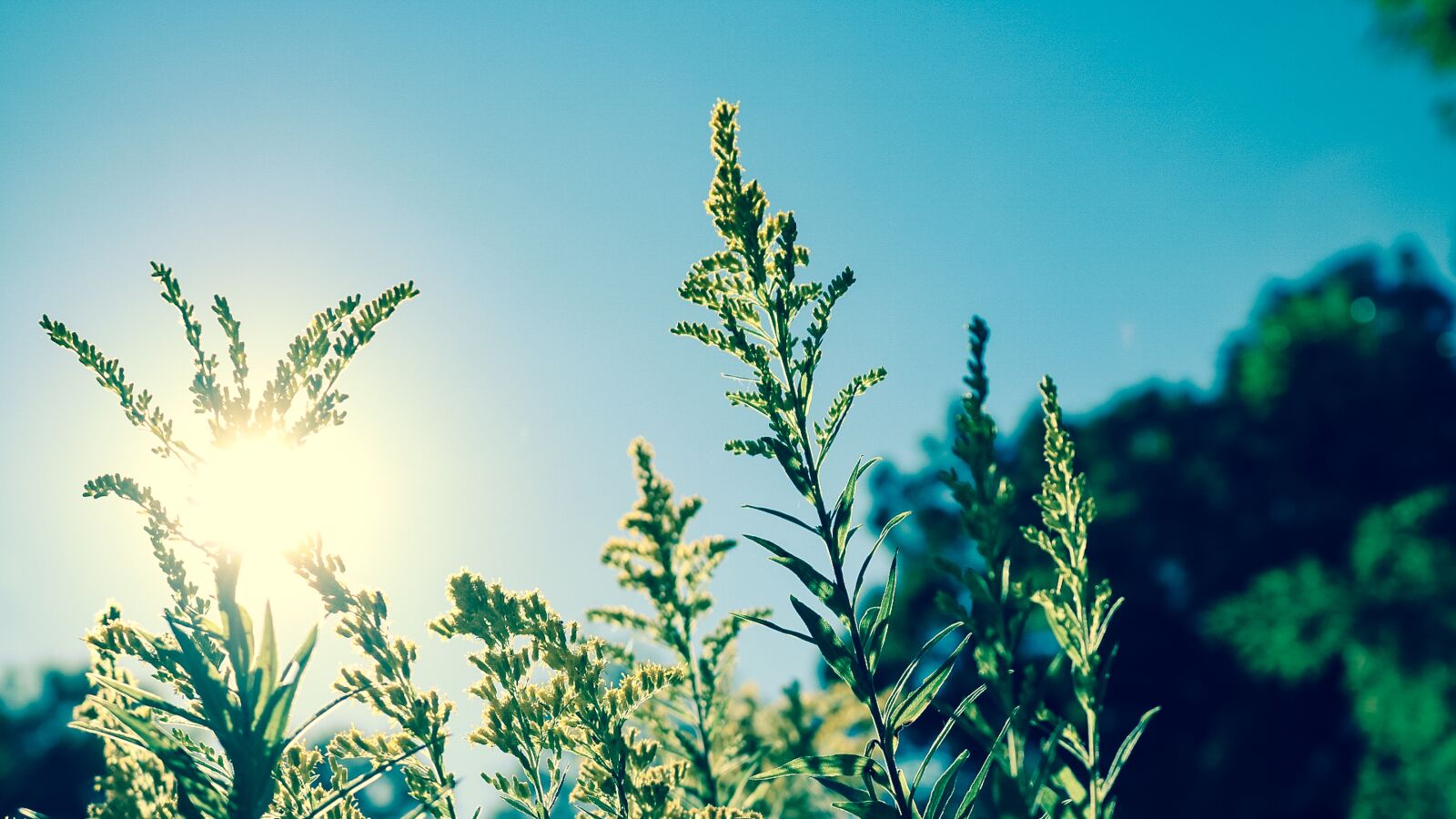 Canon EOS 750D (EOS Rebel T6i / EOS Kiss X8i) sample photo. Blue sky, blurry, clear photography