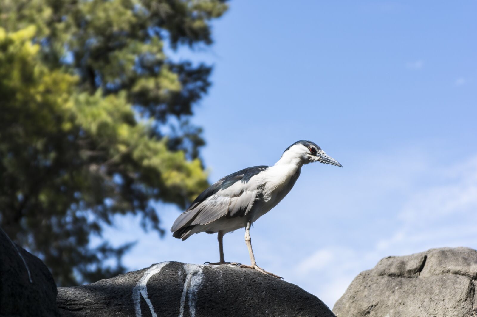 Nikon D7100 sample photo. Dinosaur, birds, zoo photography