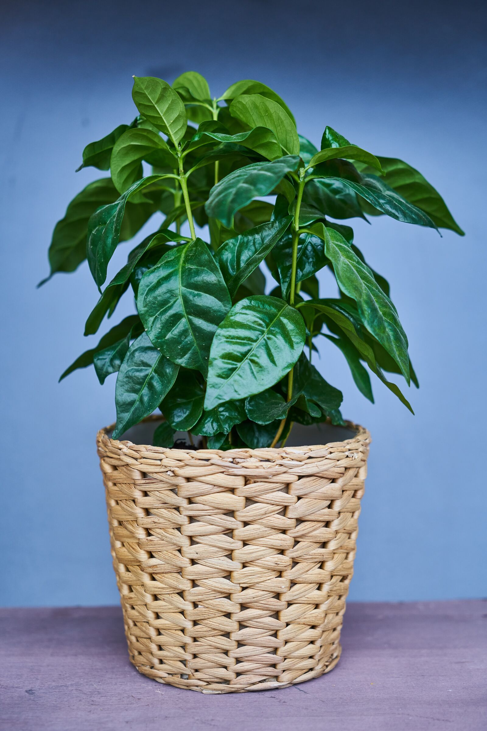 Sony a7R II sample photo. Flowerpot, plant, green photography