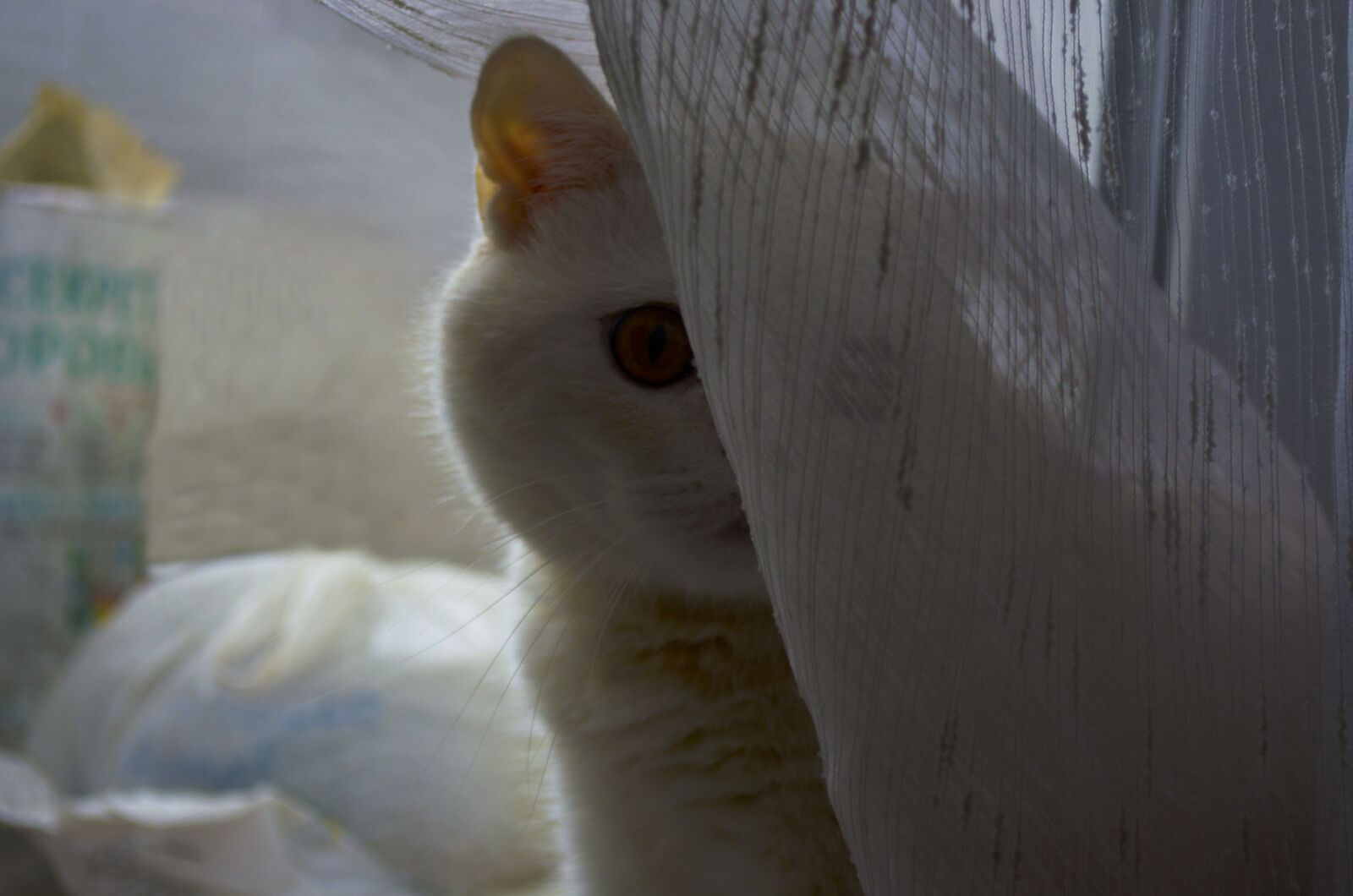 Nikon D5100 sample photo. Cat, white, hide and photography