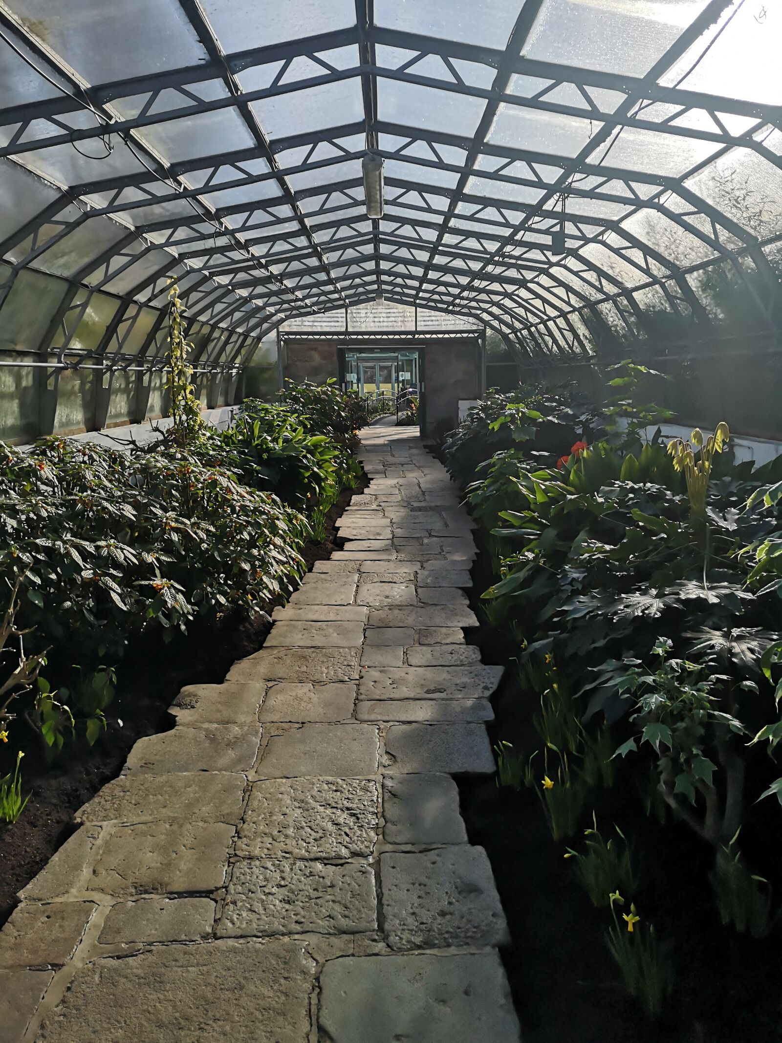 HUAWEI P20 sample photo. Greenhouse, plants, bloom photography