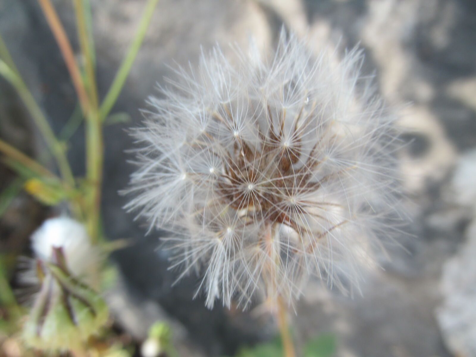 Canon PowerShot SX150 IS sample photo. Flower, macro, nature photography