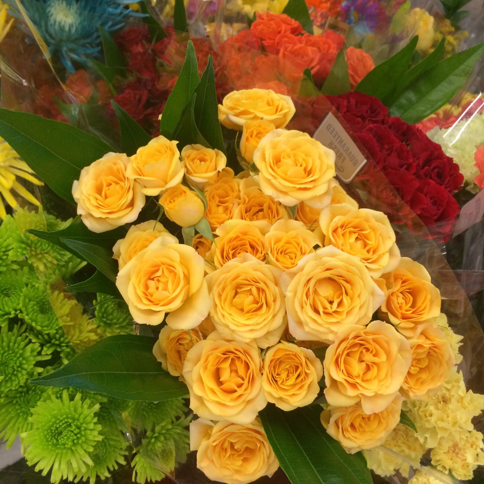 iPhone 5s back camera 4.15mm f/2.2 sample photo. Yellow, roses, bloom photography