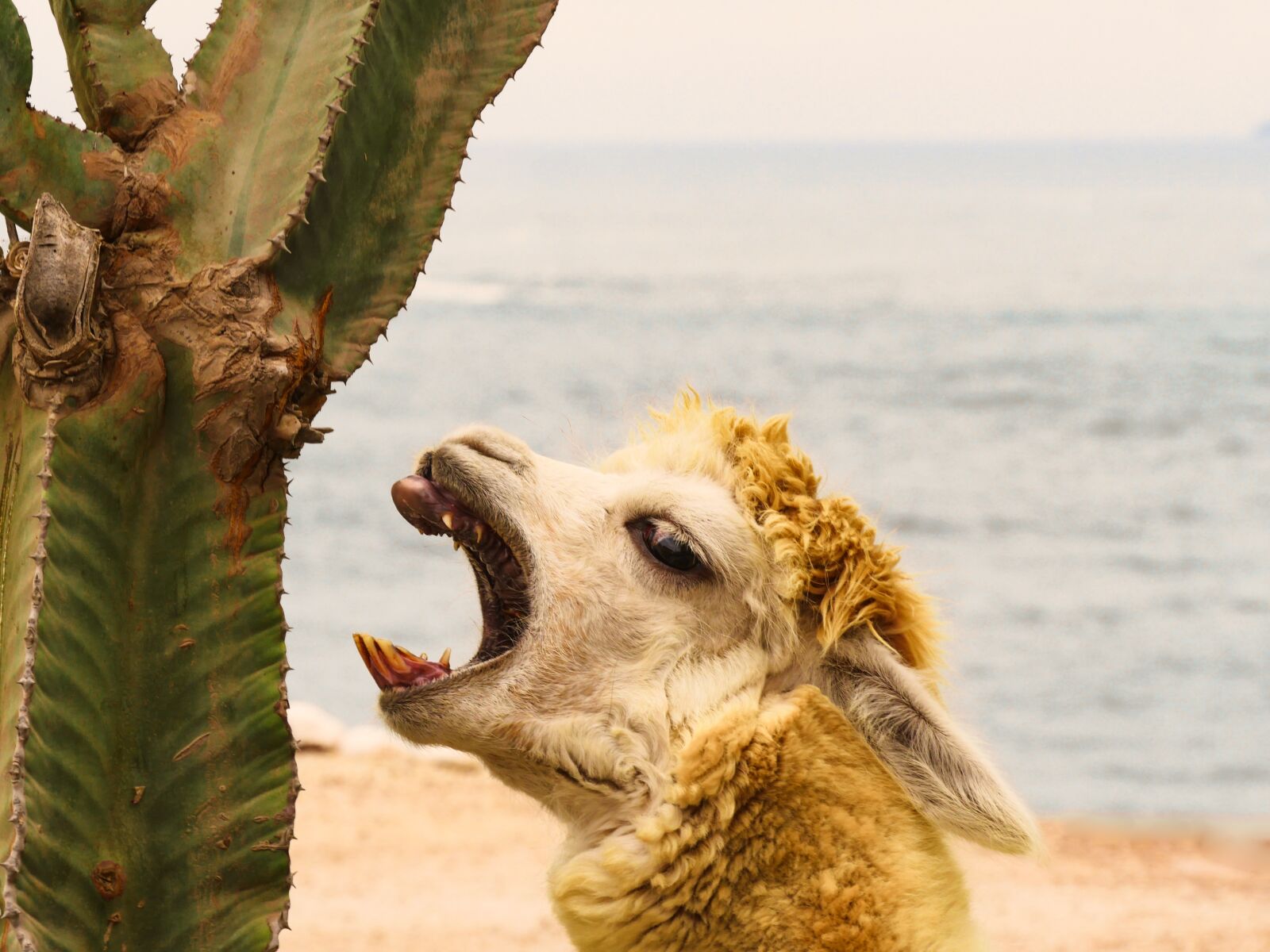 Panasonic Lumix DMC-GX8 + Panasonic Lumix G Vario 14-140mm F3.5-5.6 ASPH Power O.I.S sample photo. Alpaca, cactus, teeth photography